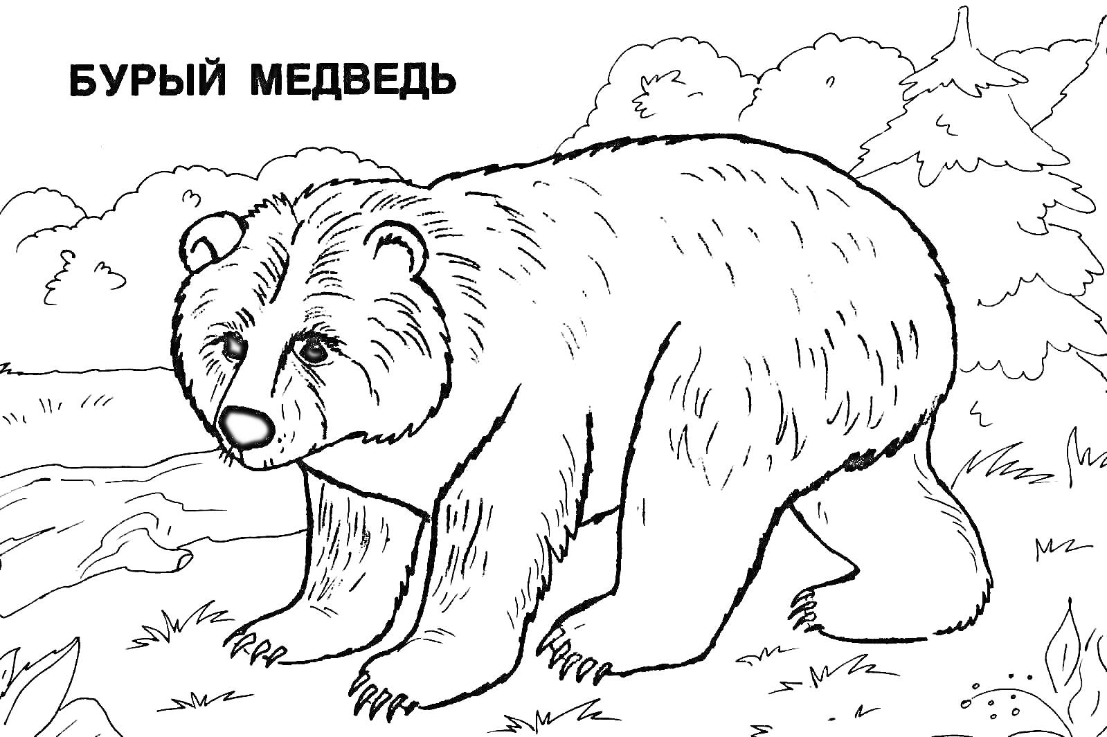 На раскраске изображено: Медведь, Лес, Река, Природа, Дикий зверь, Для детей, Животные, Кусты