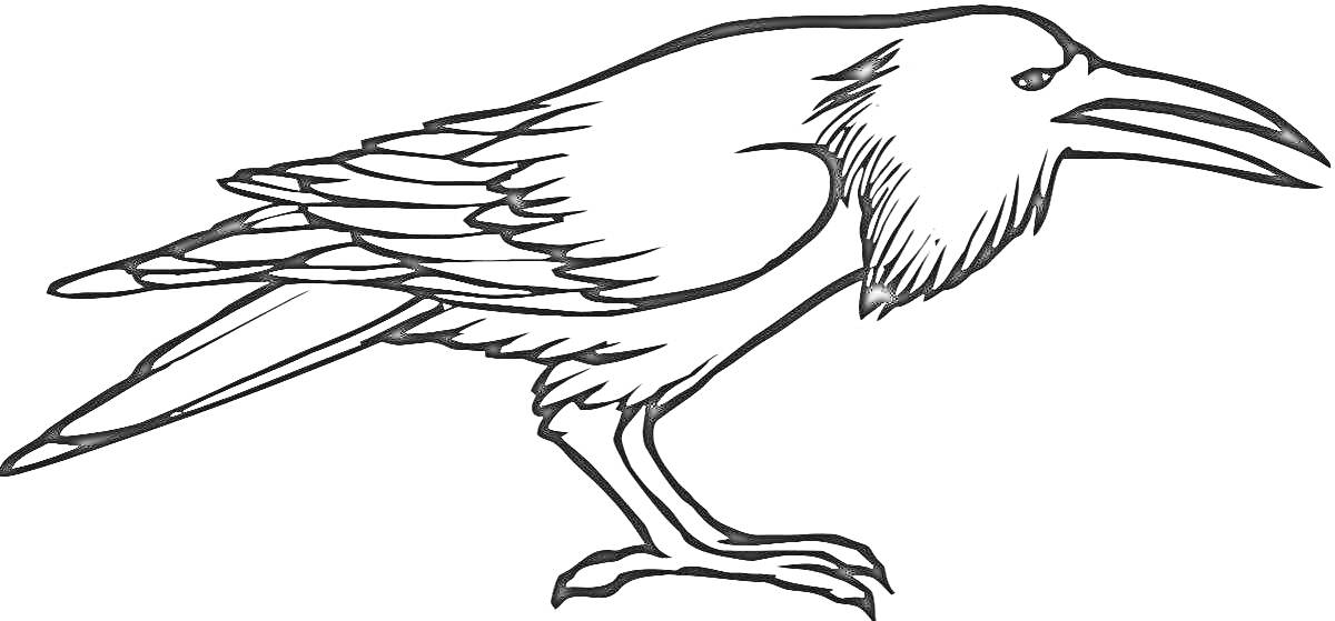 Раскраска Ворона с развёрнутыми крыльями и длинным клювом на лапах