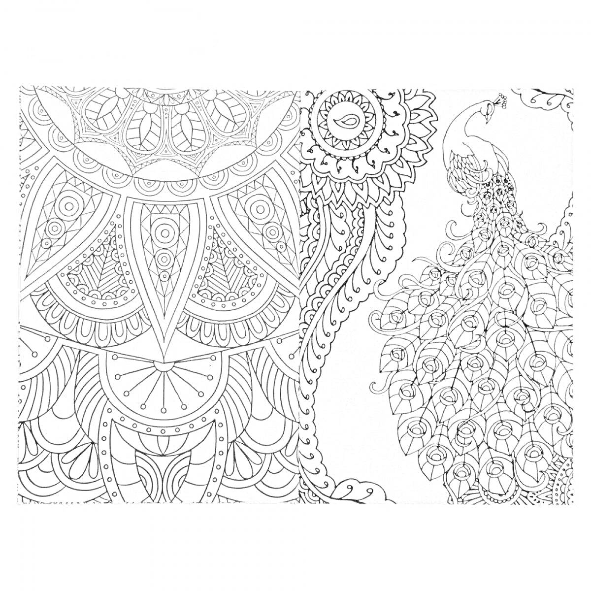 Раскраска Птица павлин с узорами и орнаментами