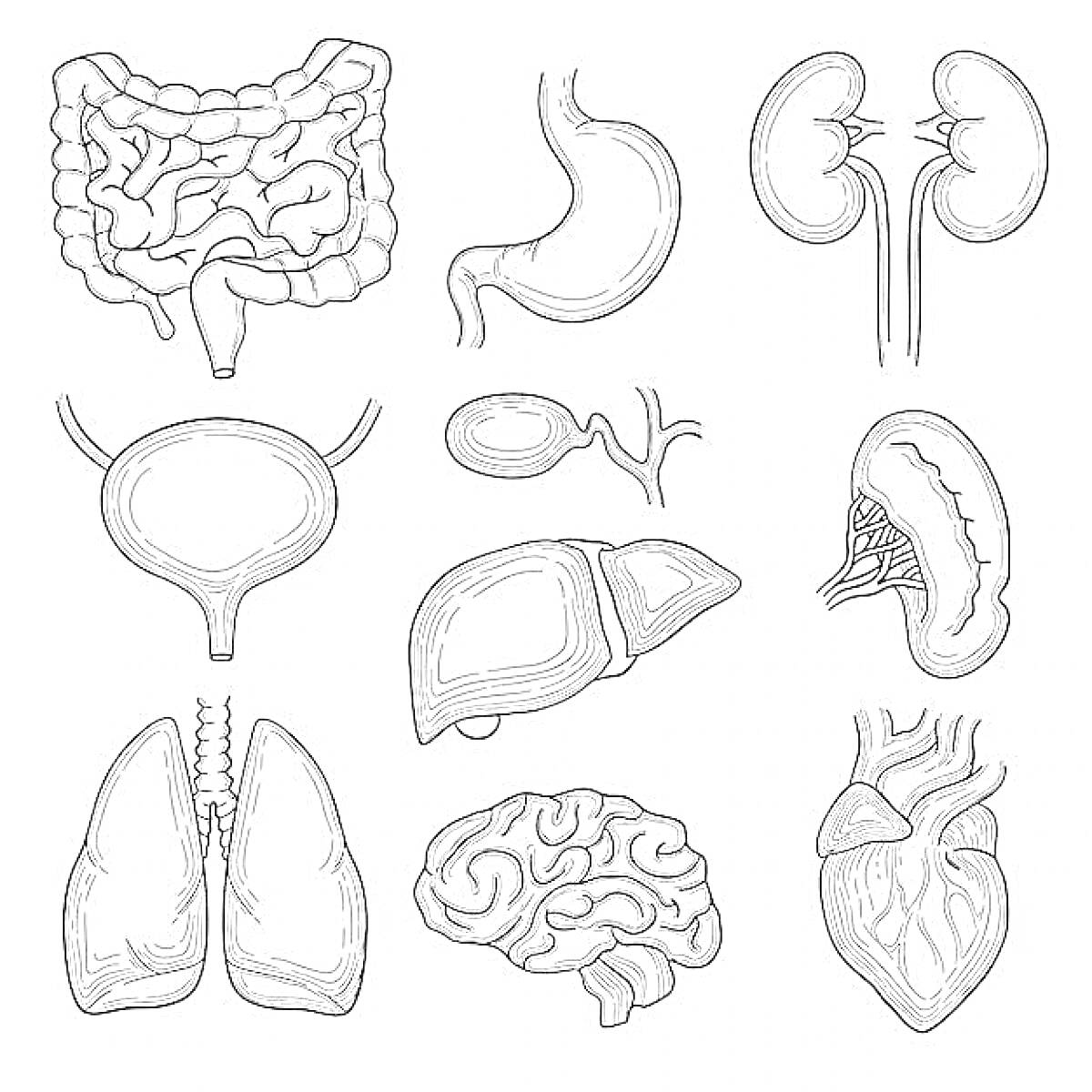 Раскраска Внутренние органы человека — кишечник, желудок, почки, мочевой пузырь, яичко, печень, селезёнка, лёгкие, мозг, сердце