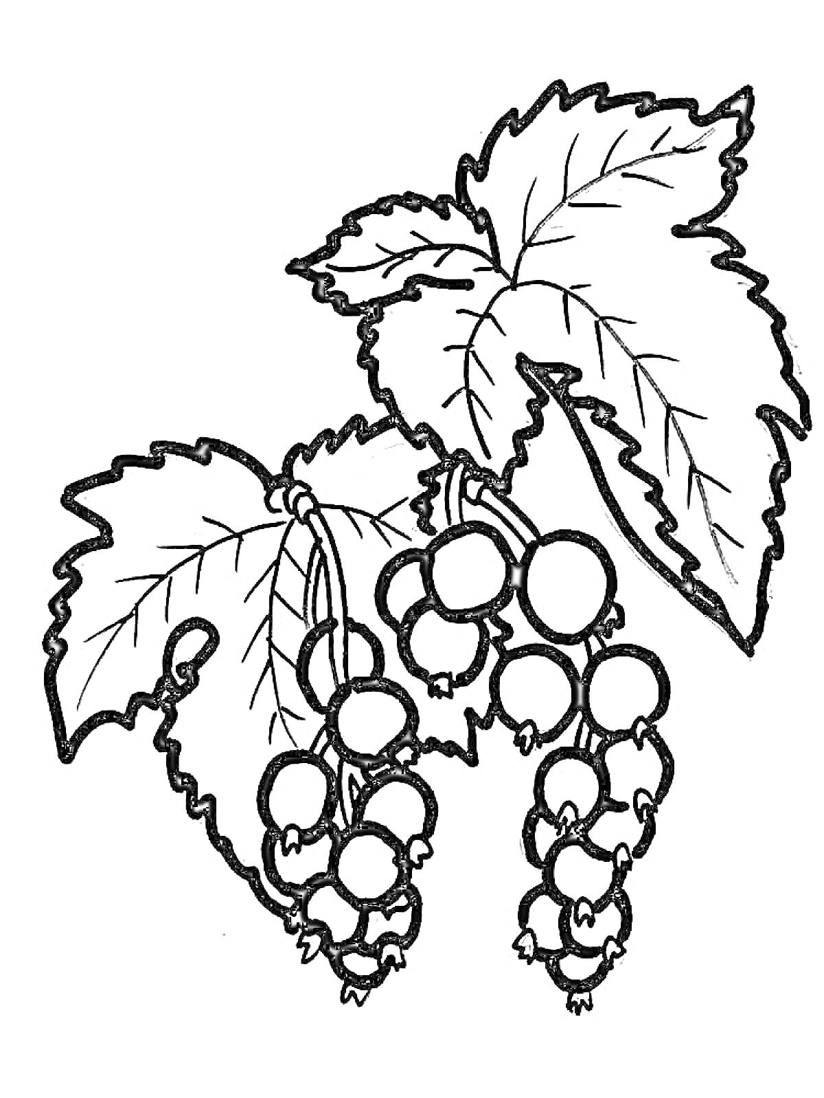 На раскраске изображено: Смородина, Ягоды, Листья, Контурное изображение, Природа, Растения
