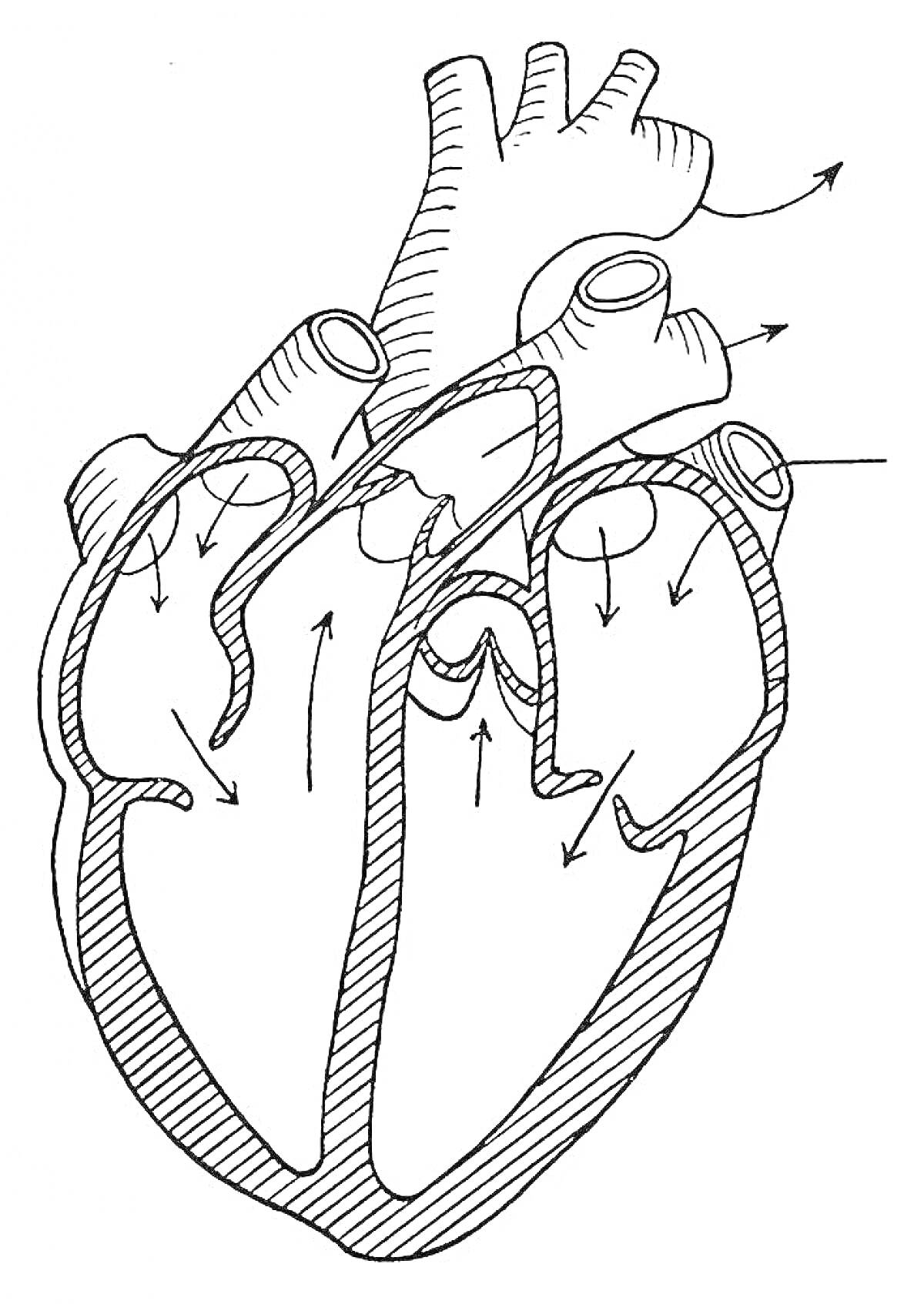 Анатомия сердца человека. Рисунок включает левое предсердие, правое предсердие, левый желудочек, правый желудочек, аорту, легочную артерию, клапаны сердца и направление кровотока.