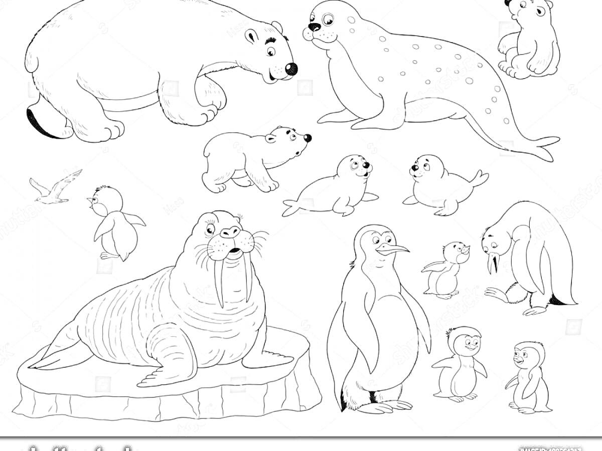 На раскраске изображено: Арктика, Медведь, Нерпа, Морж, Животные, Природа