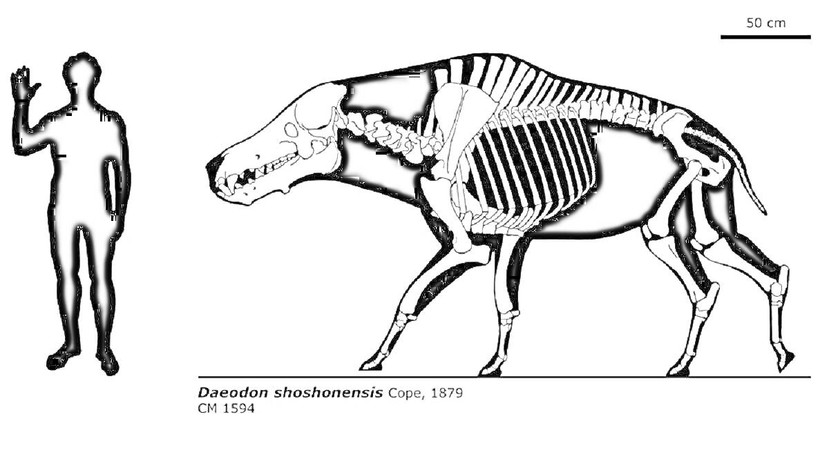 Раскраска Человек и скелет эндрюсарха (Daodon shoshonensis) рядом для сравнения размеров