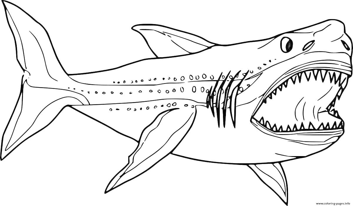 Раскраска Мегалодон с открытой пастью и острыми зубами, плавниками, хвостом и жабрами
