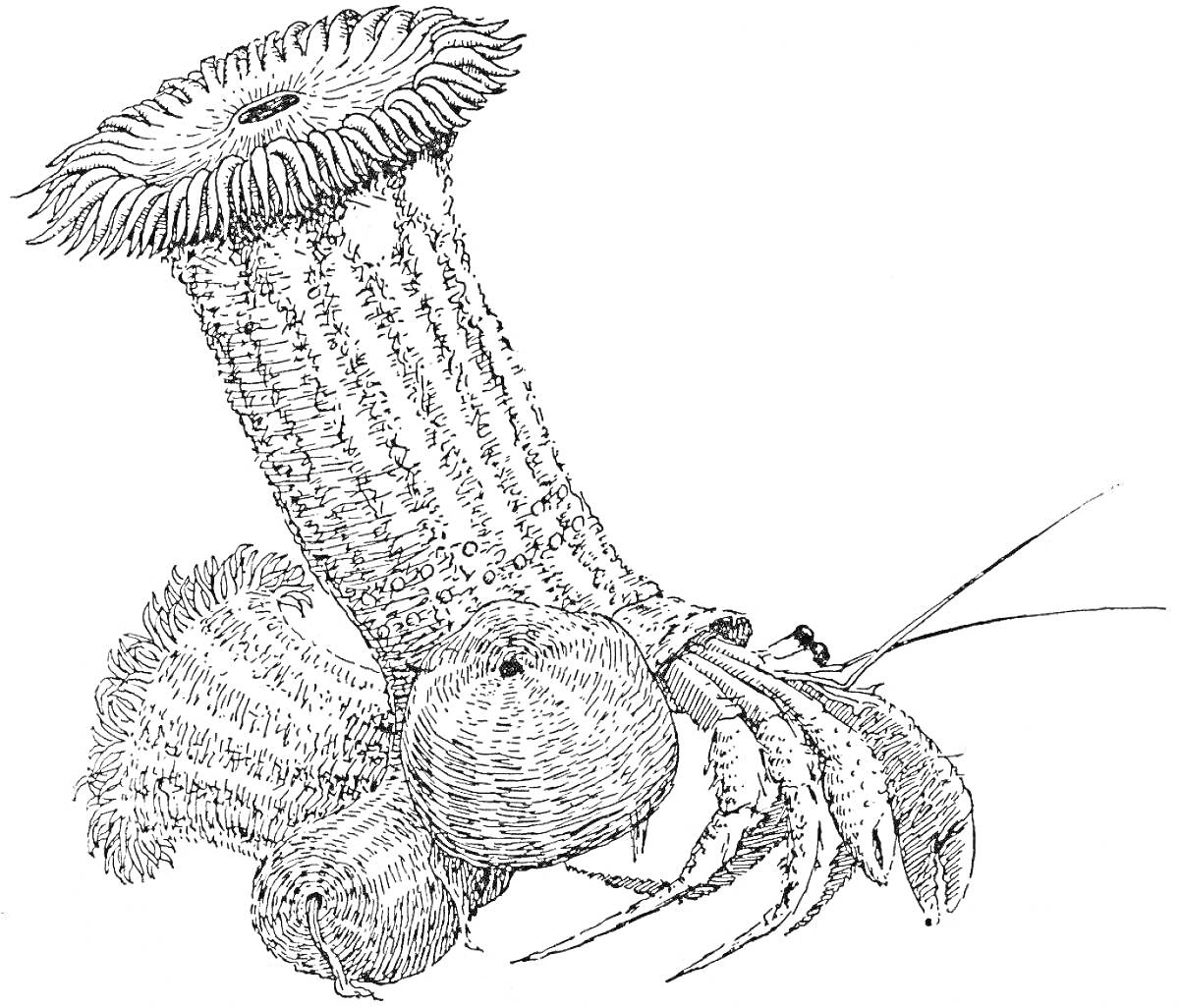 На раскраске изображено: Актиния, Рак-отшельник, Морская жизнь, Подводный мир, Раки, Морская фауна, Животные, Природа, Биология, Иллюстрация