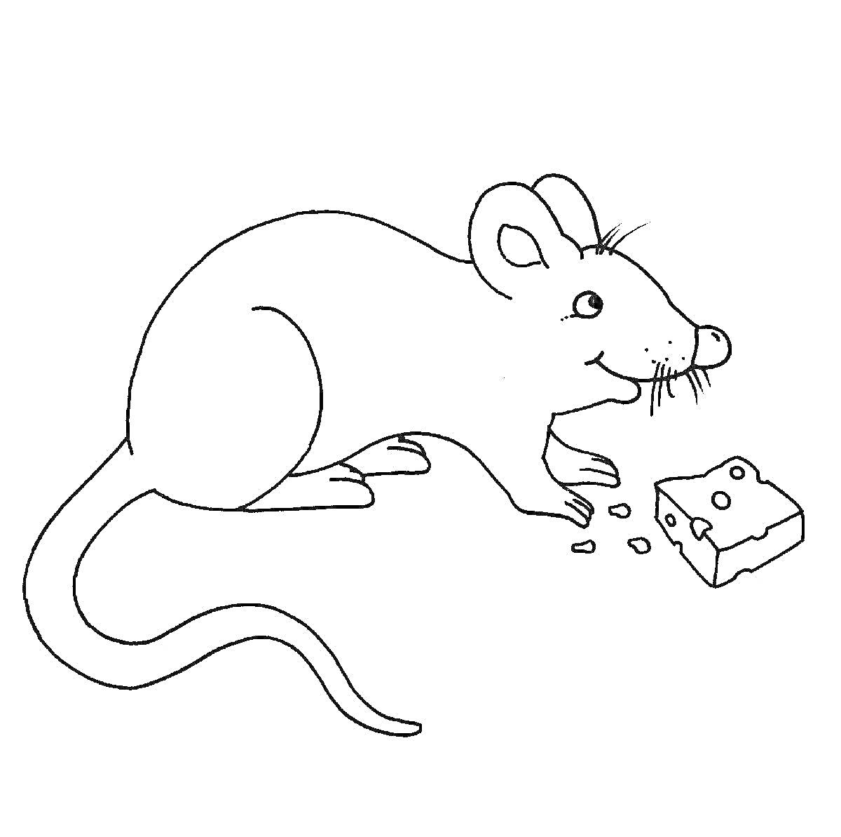 На раскраске изображено: Полевая мышь, Сыр, Крошки, Мышь, Еда