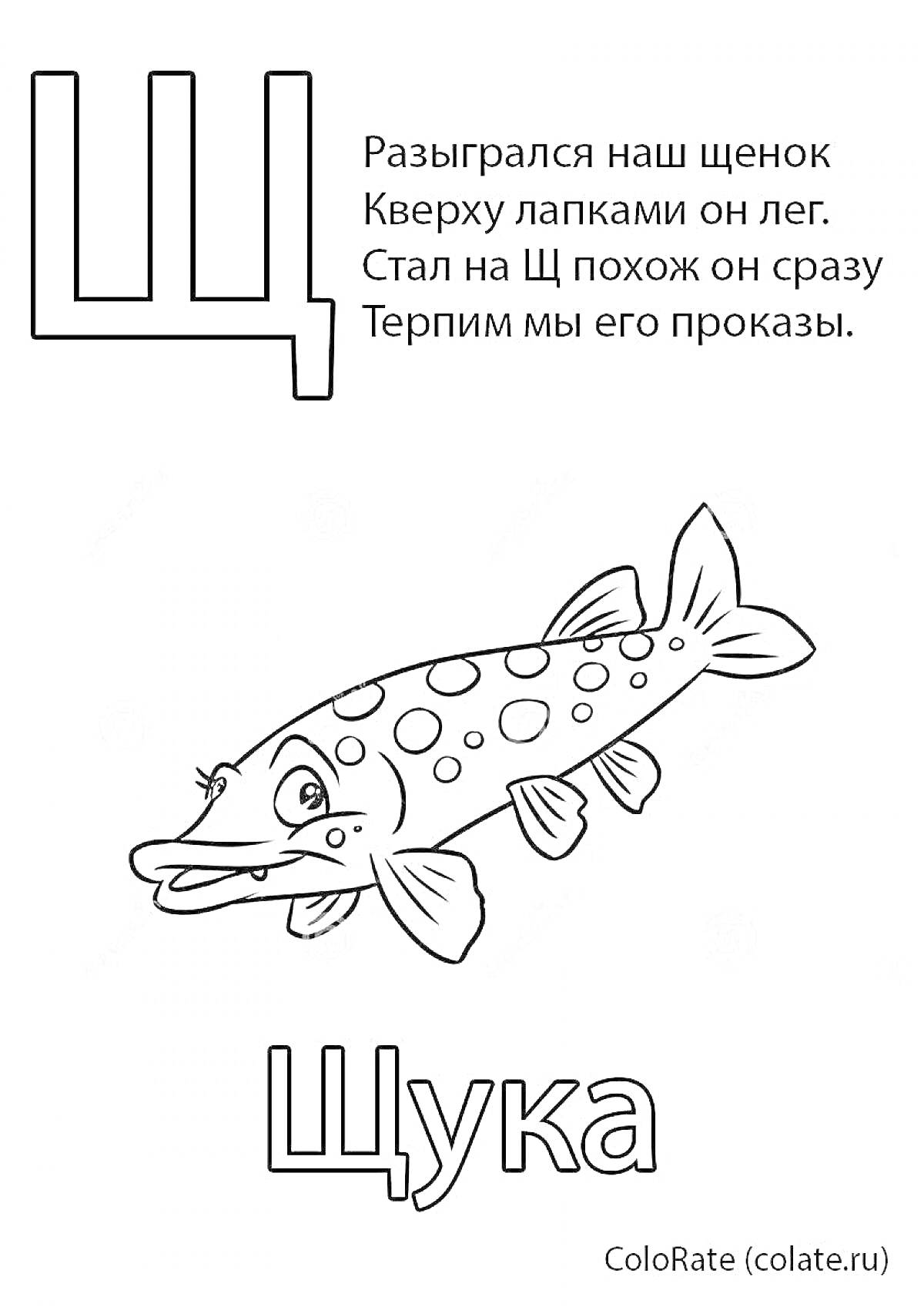 На раскраске изображено: Щука, Буква Щ, Русский алфавит, Стихотворение, 1 класс