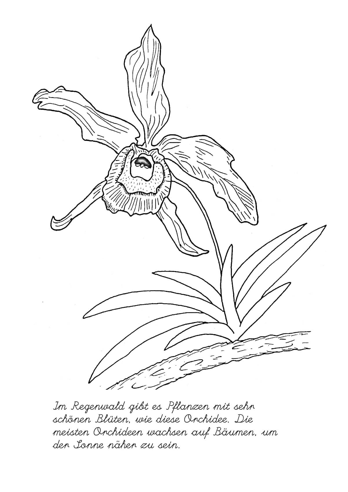На раскраске изображено: Орхидея, Венерин башмачок, Листья, Ботаника, Природа