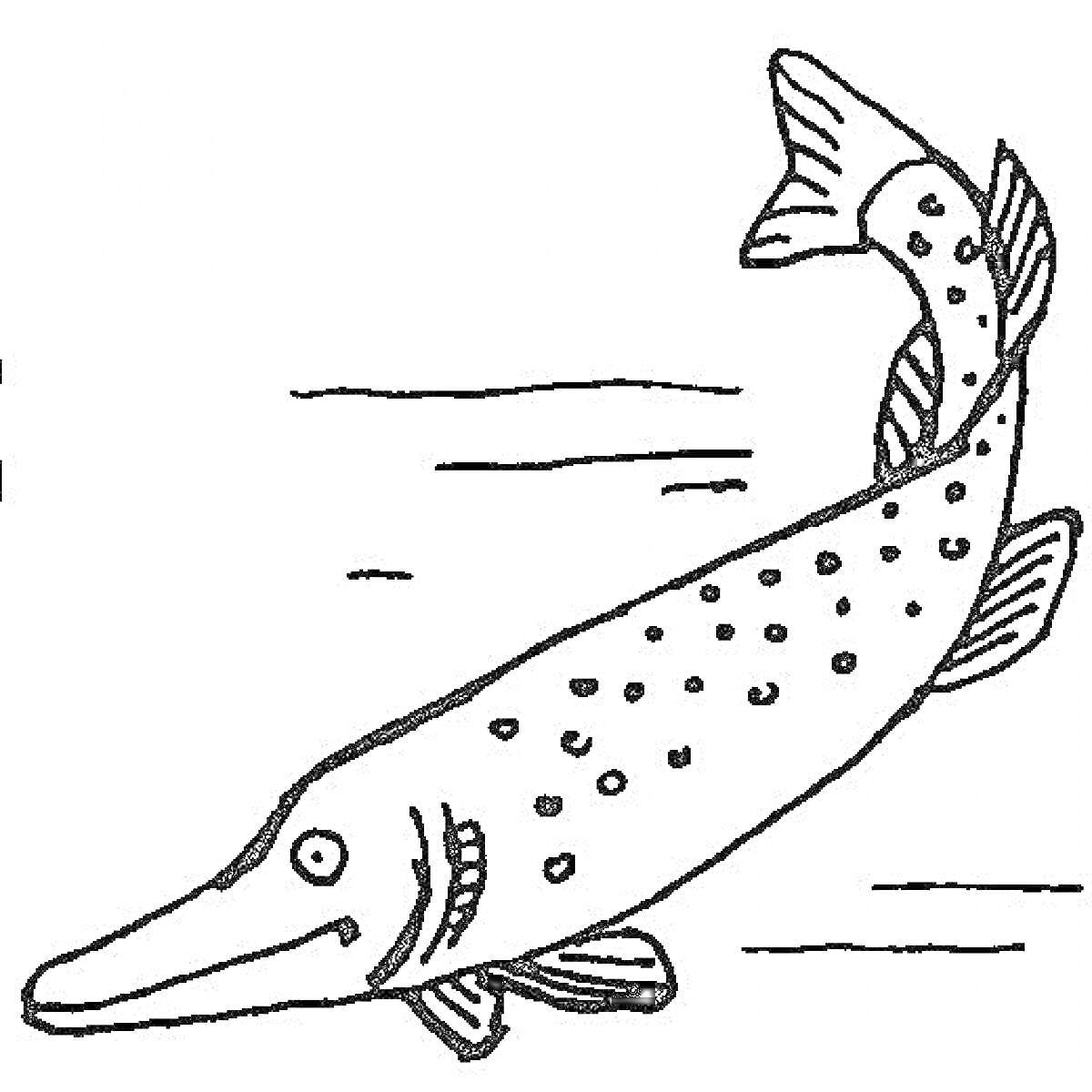 На раскраске изображено: Щука, Рыба, Морская жизнь, Подводный мир, Плавники, Природа
