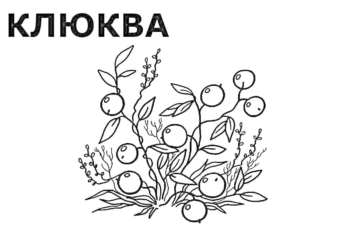 Раскраска Ветки клюквы с ягодами и листьями