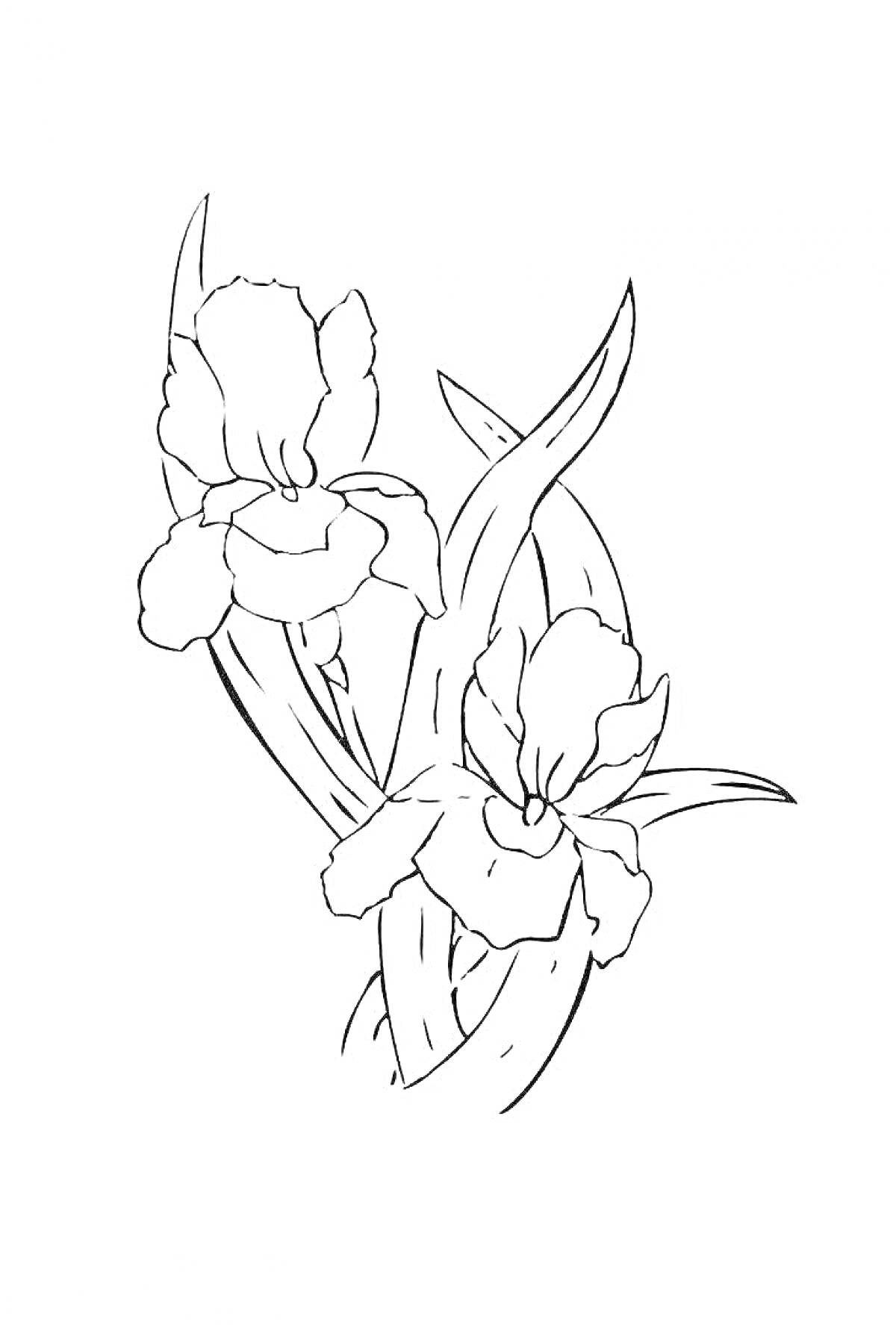 На раскраске изображено: Ирис, Два цветка, Природа, Ботаника, Листья