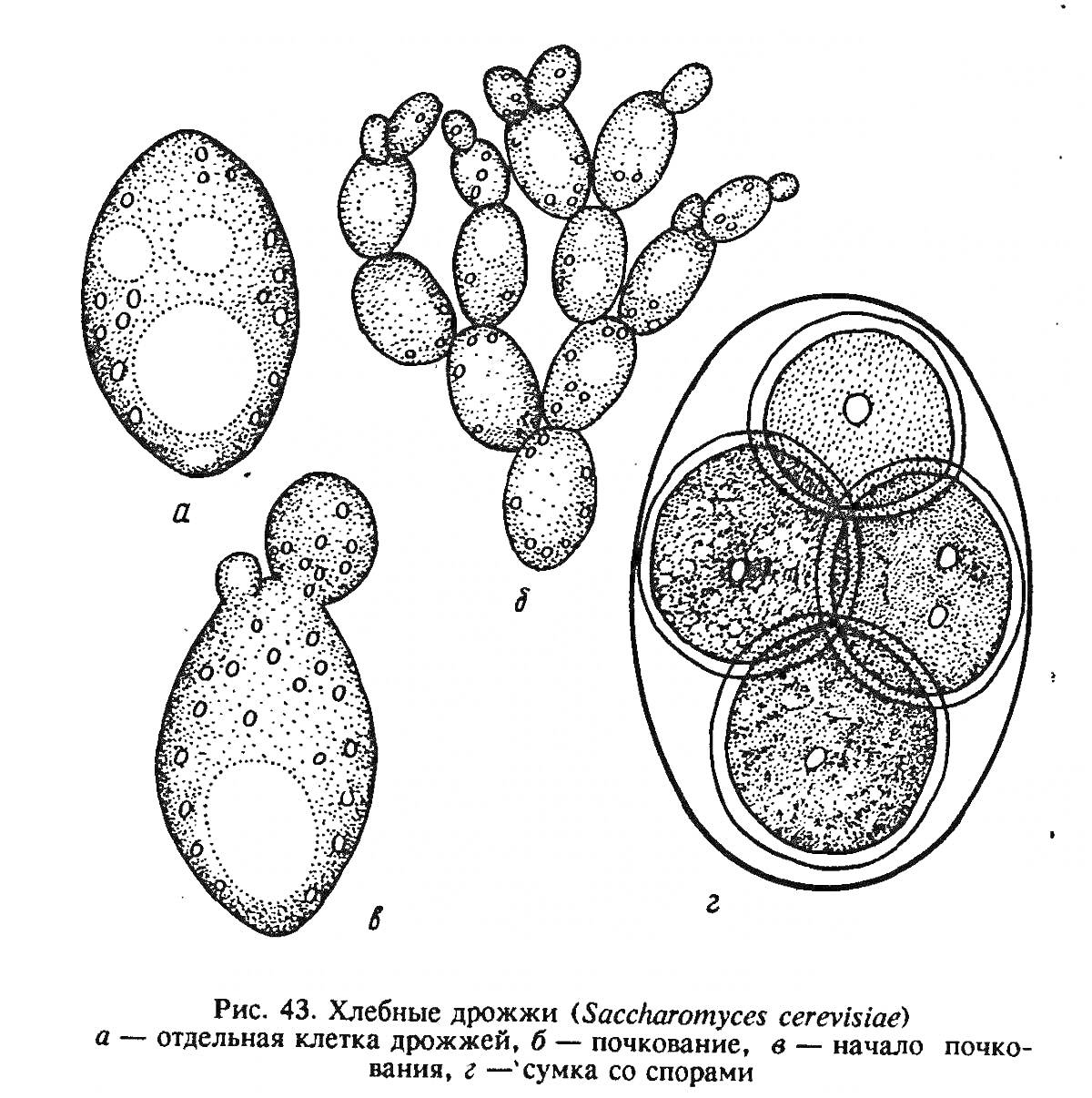 РаскраскаХлебные дрожжи (Saccharomyces cerevisiae) - отдельная клетка дрожжей, почкование, начало почкования, сумка со спорами