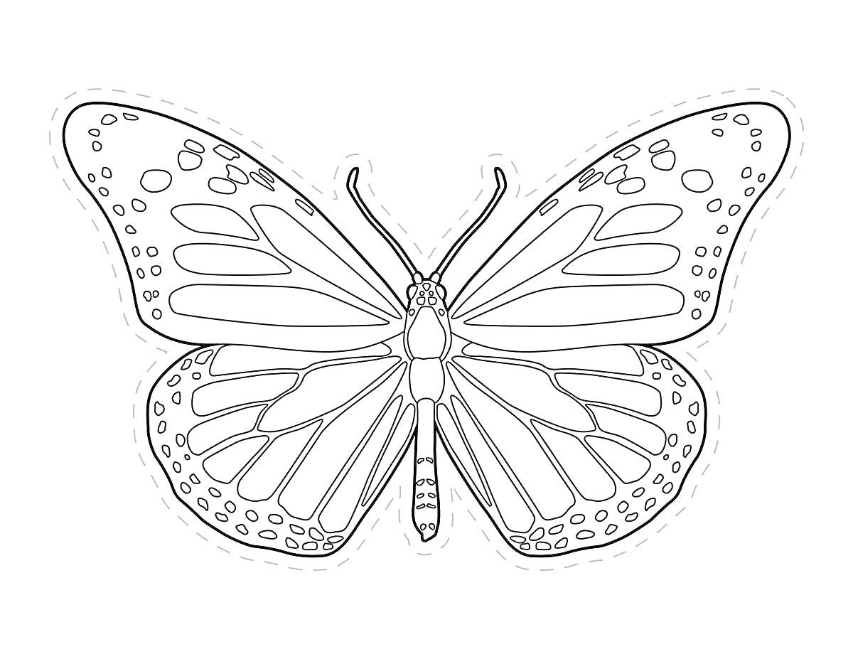 Раскраска Раскраска бабочка с симметричным узором крыльев