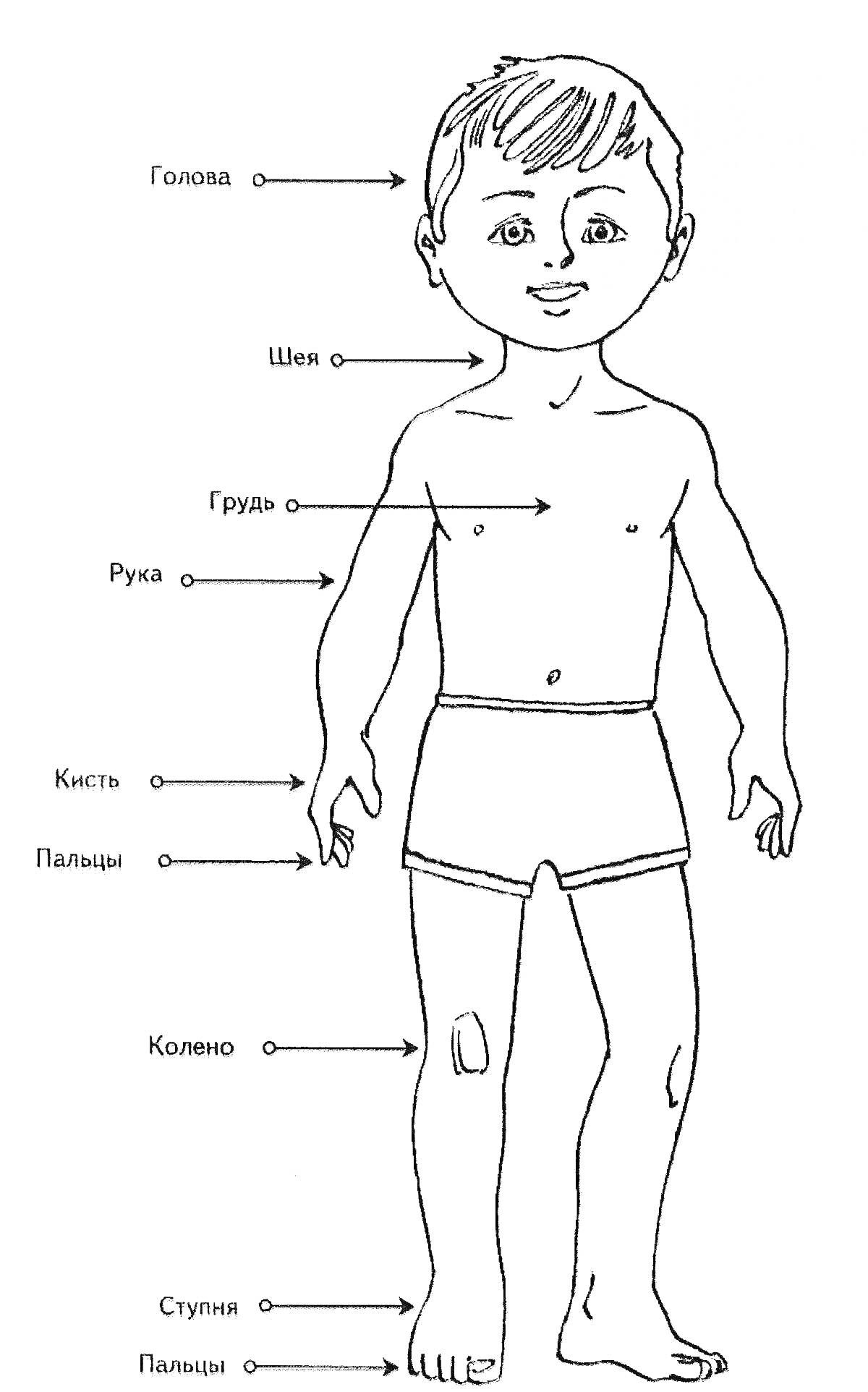 РаскраскаИзображение строения человека с обозначенными элементами: голова, шея, грудь, рука, кисть, пальцы, колено, ступня