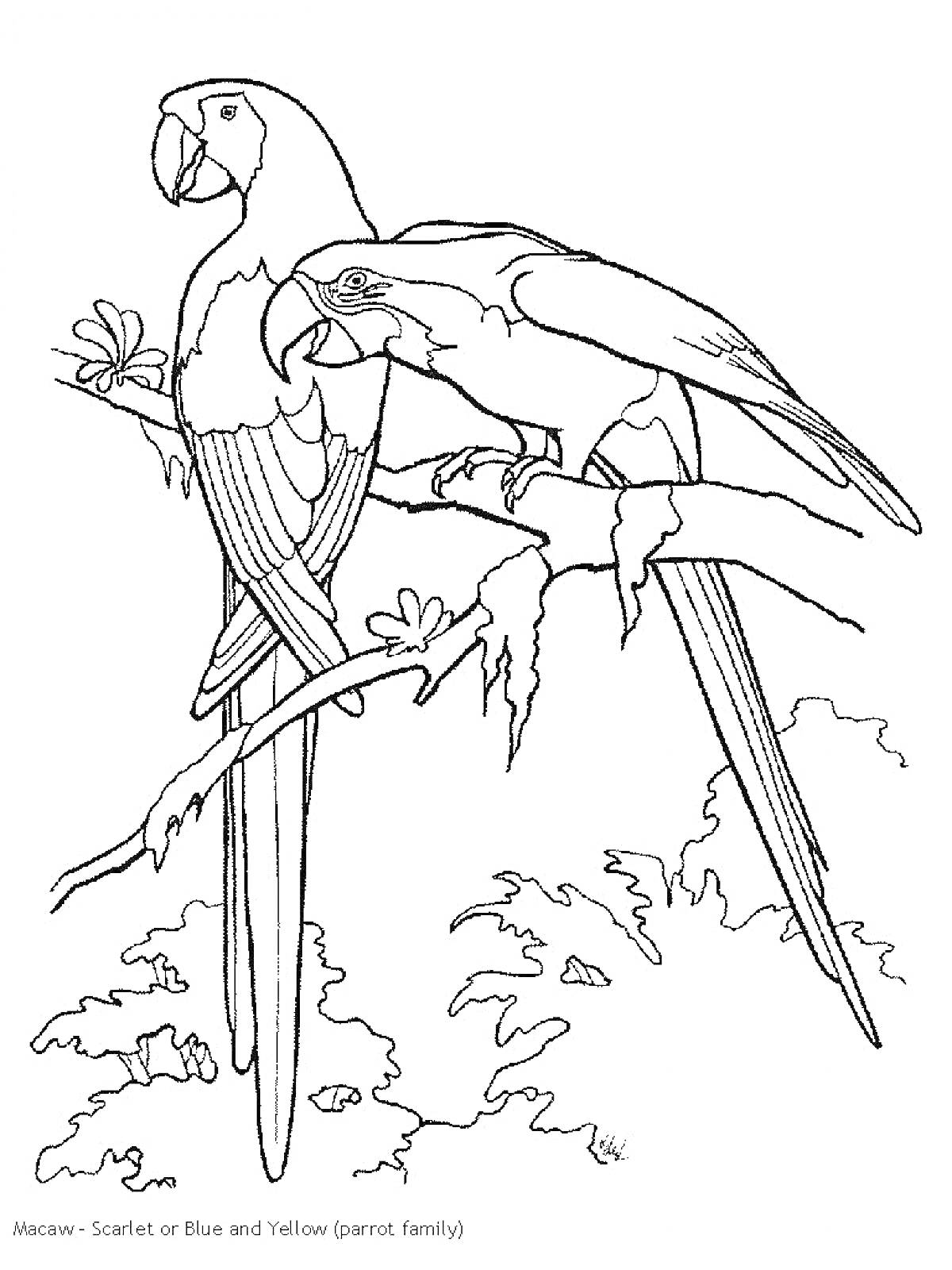 Раскраска Две попугаев ара на ветке в джунглях