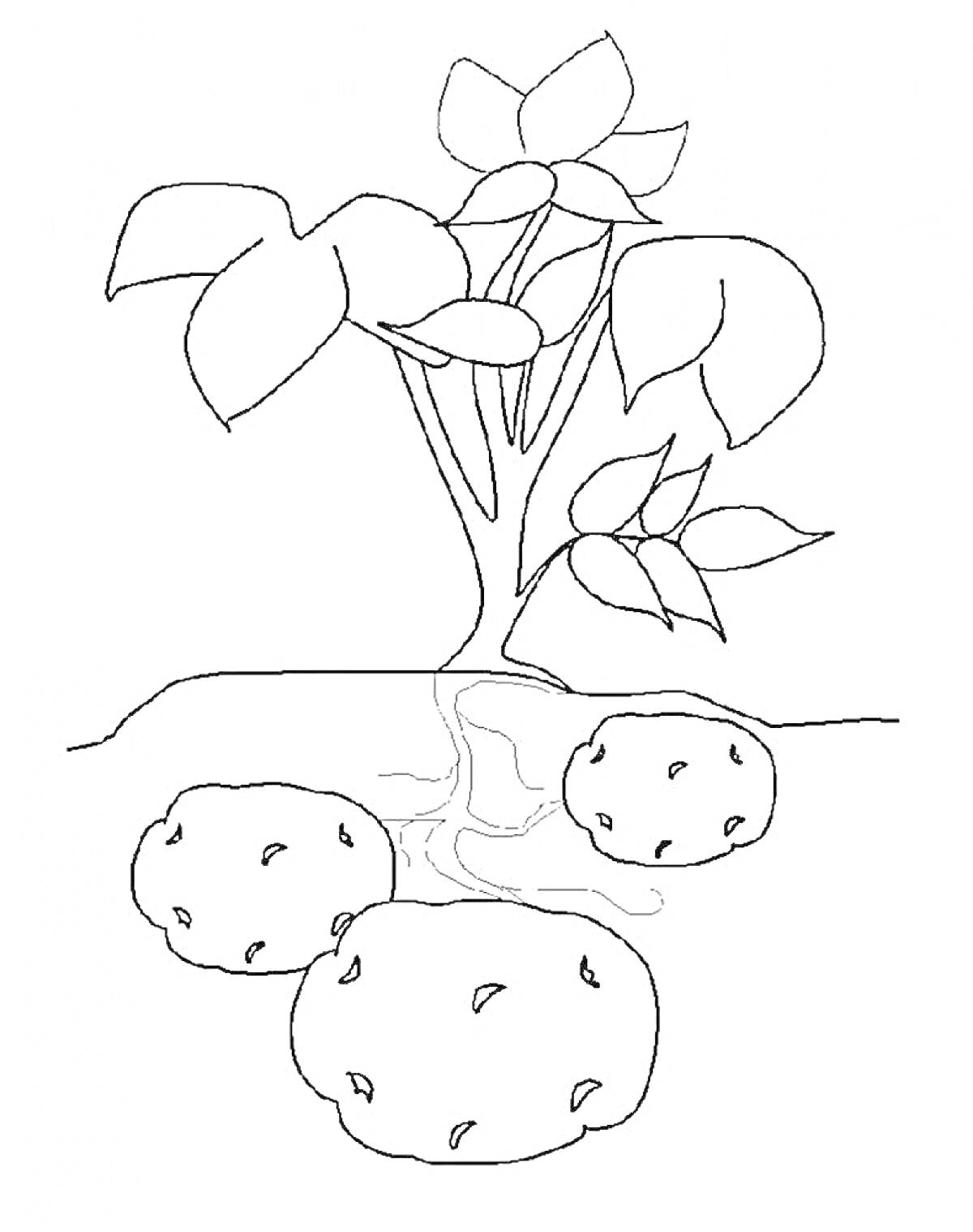 На раскраске изображено: Картофель, Клубни, Листья, Корни