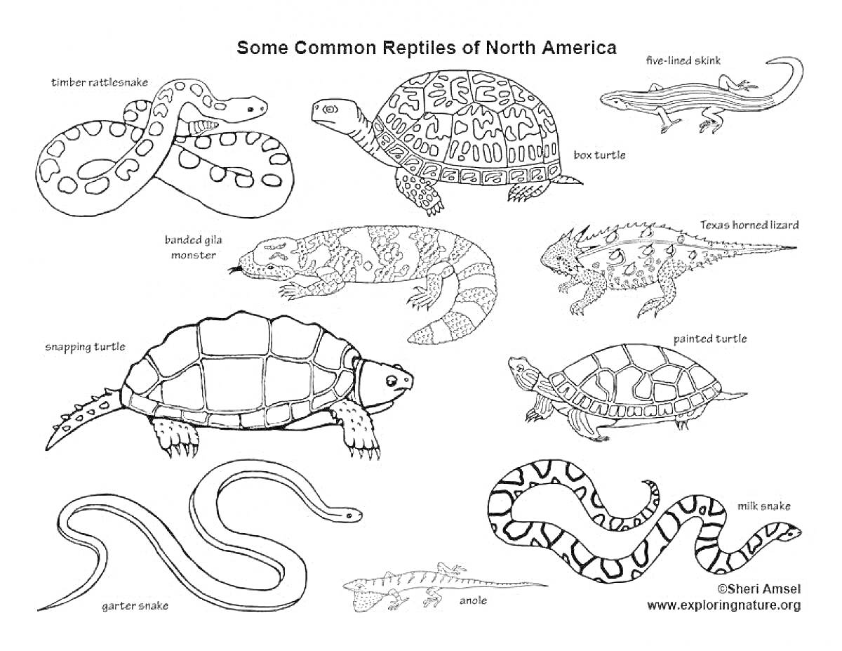 На раскраске изображено: Рептилии, Северная Америка, Змеи, Ящерицы
