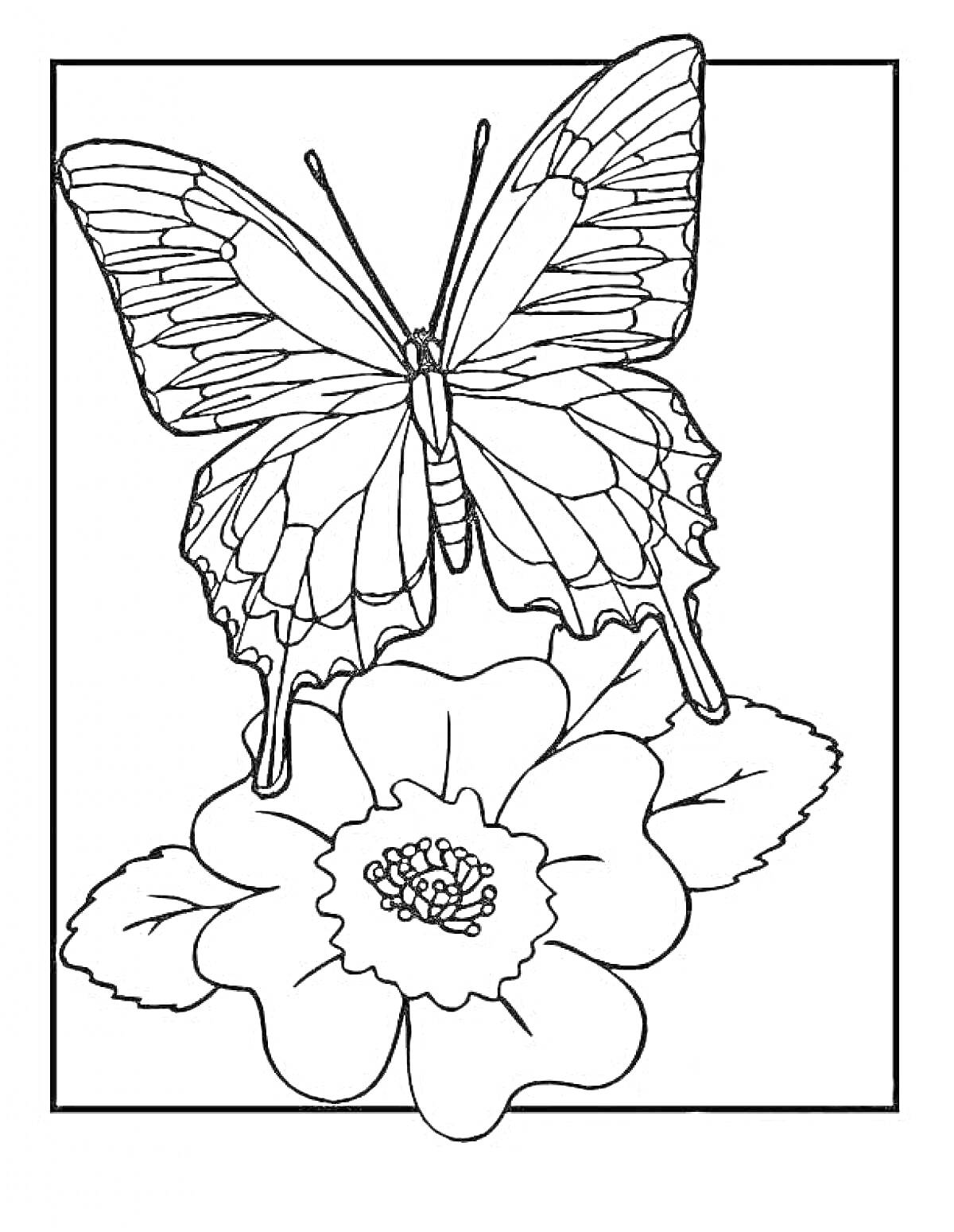 Раскраска Бабочка на цветке в рамке