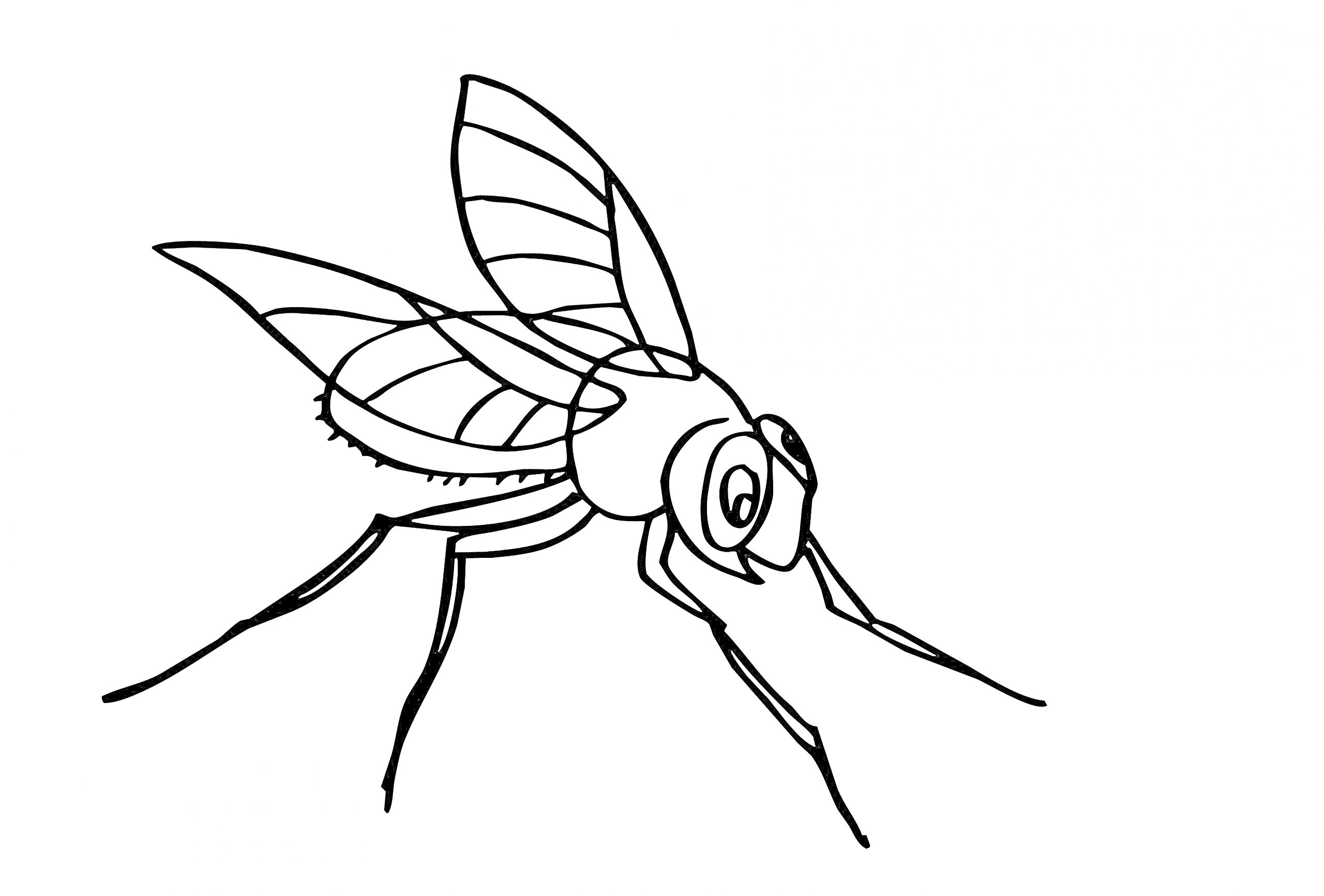 Раскраска Муха крупным планом с деталями крыла и лап