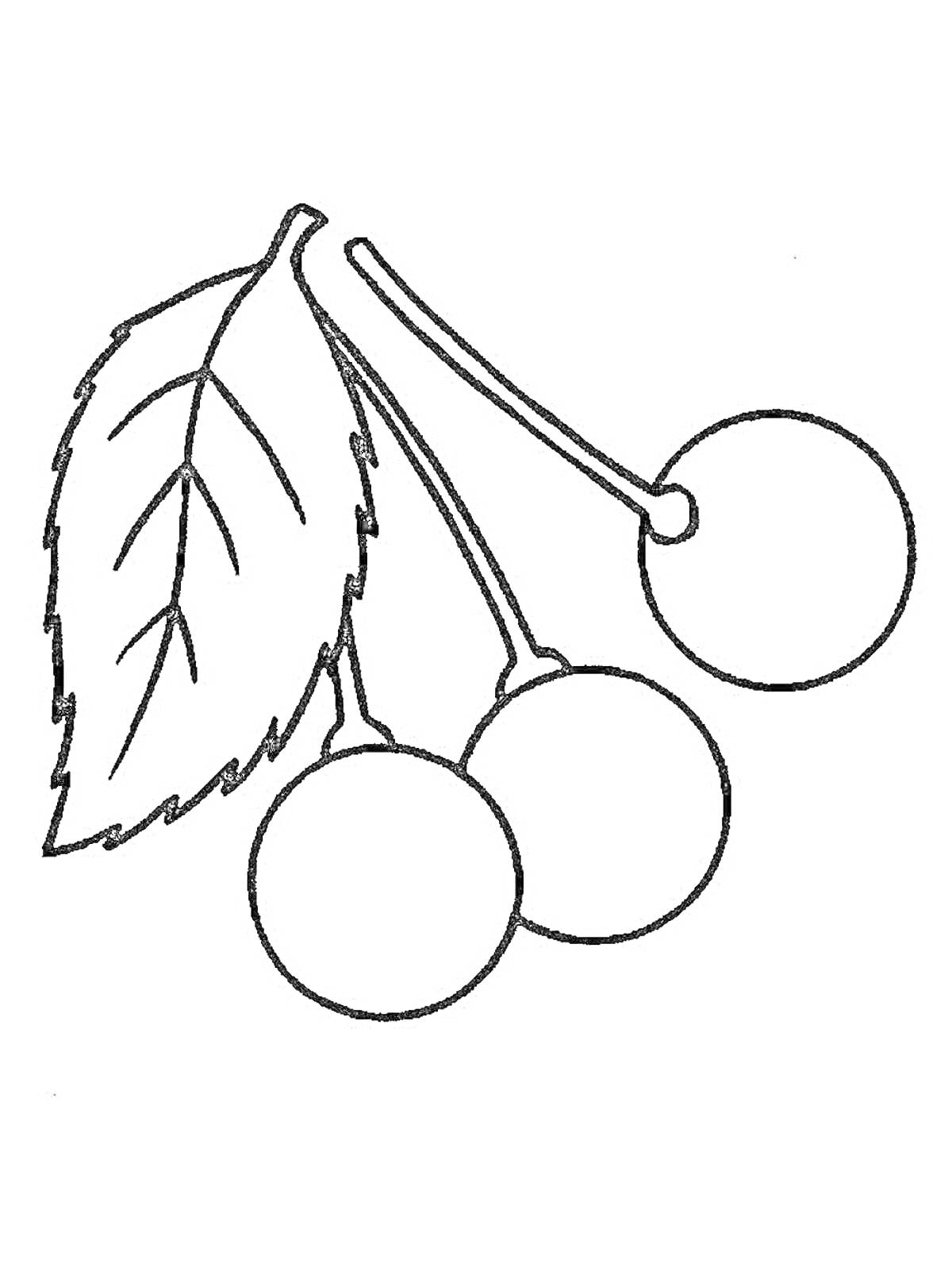 Раскраска Ветка с тремя вишнями и одним листом