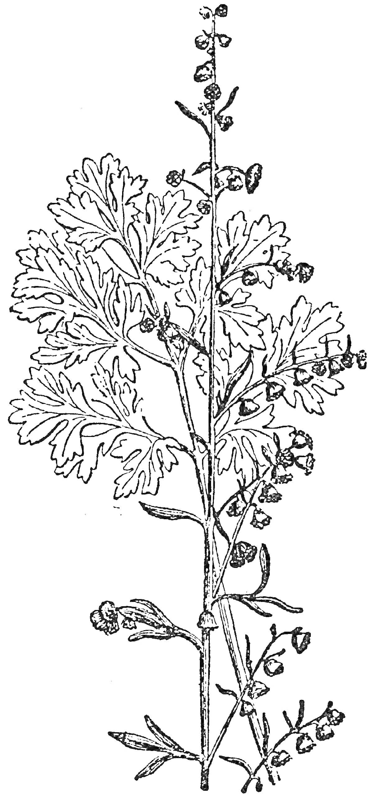 На раскраске изображено: Полынь, Ботаника, Листья, Цветы, Трава