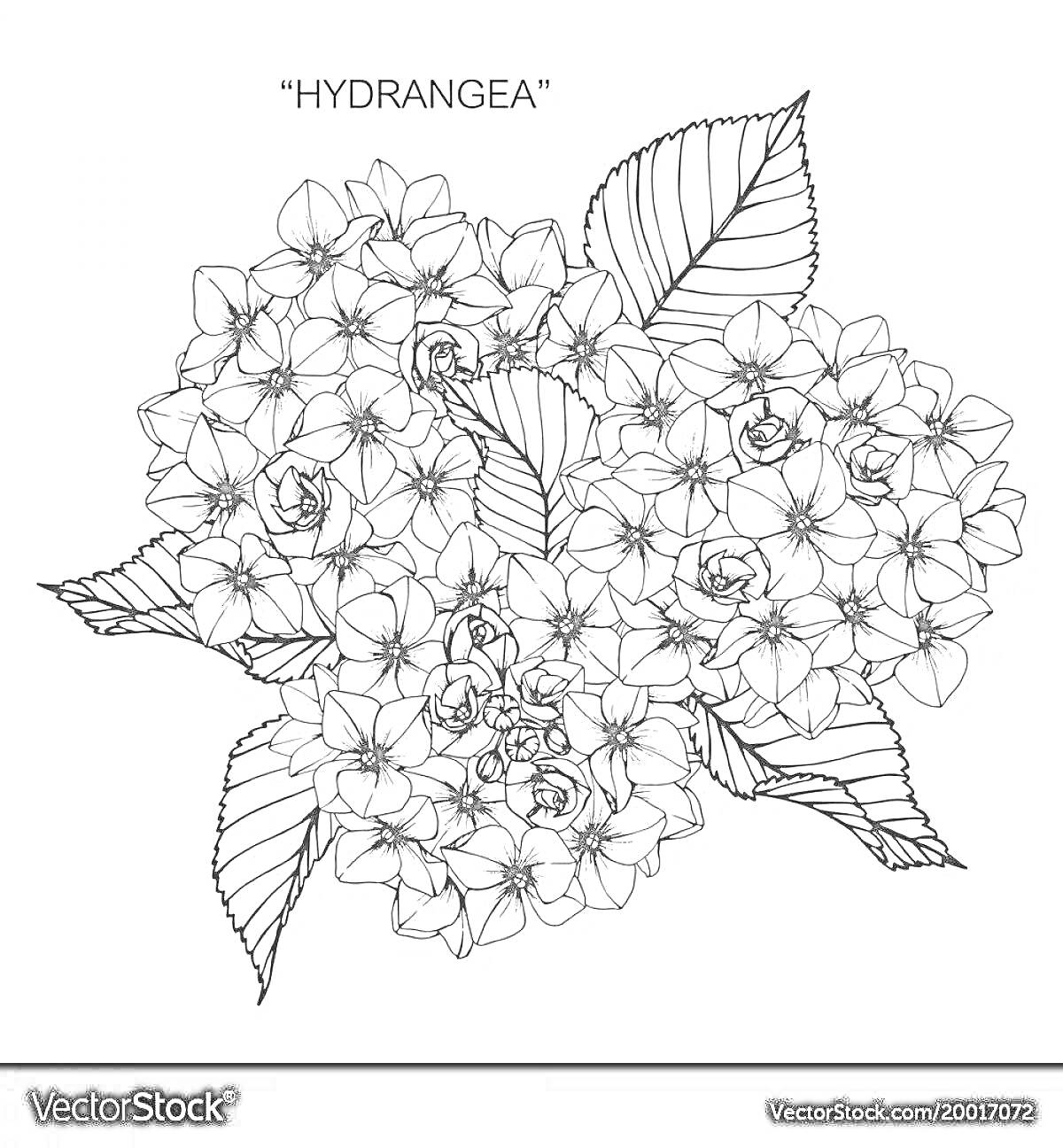 Раскраска Раскраска с гортензией, большими соцветиями и листьями