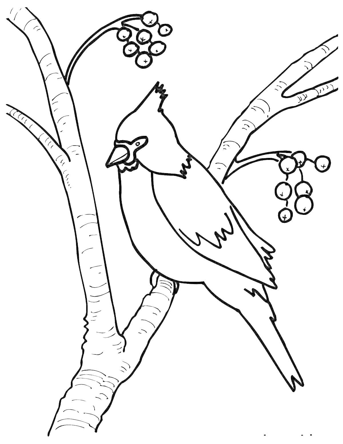 На раскраске изображено: Зимующие птицы, Птица, Ягоды, Зима, Для детей