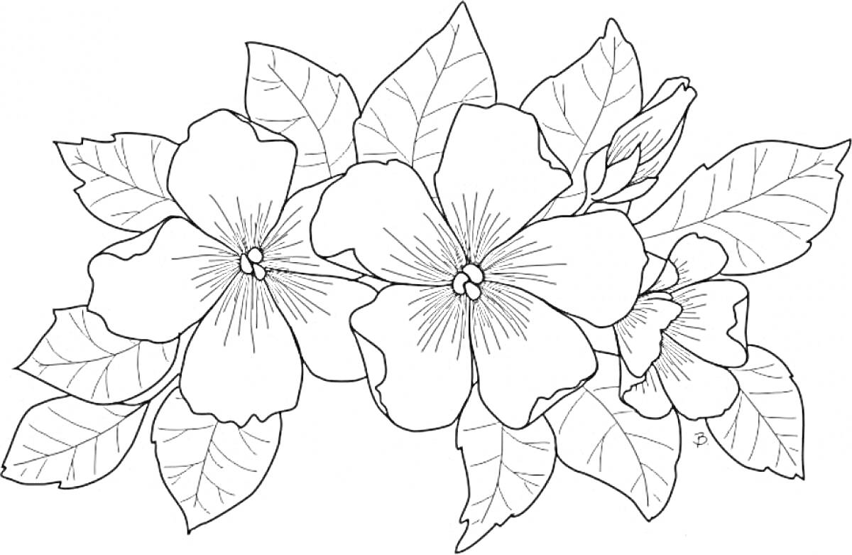 Раскраска Две крупных цветочные головки с раскрытыми лепестками, один набухающий бутон и множественные листья