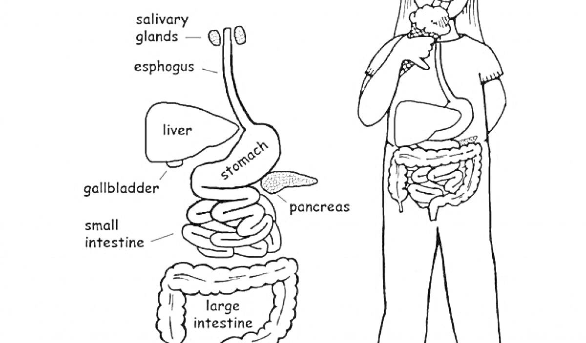 Рисунок строения тела человека, включающий слюнные железы, пищевод, печень, желудок, поджелудочную железу, желчный пузырь, тонкий кишечник и толстый кишечник