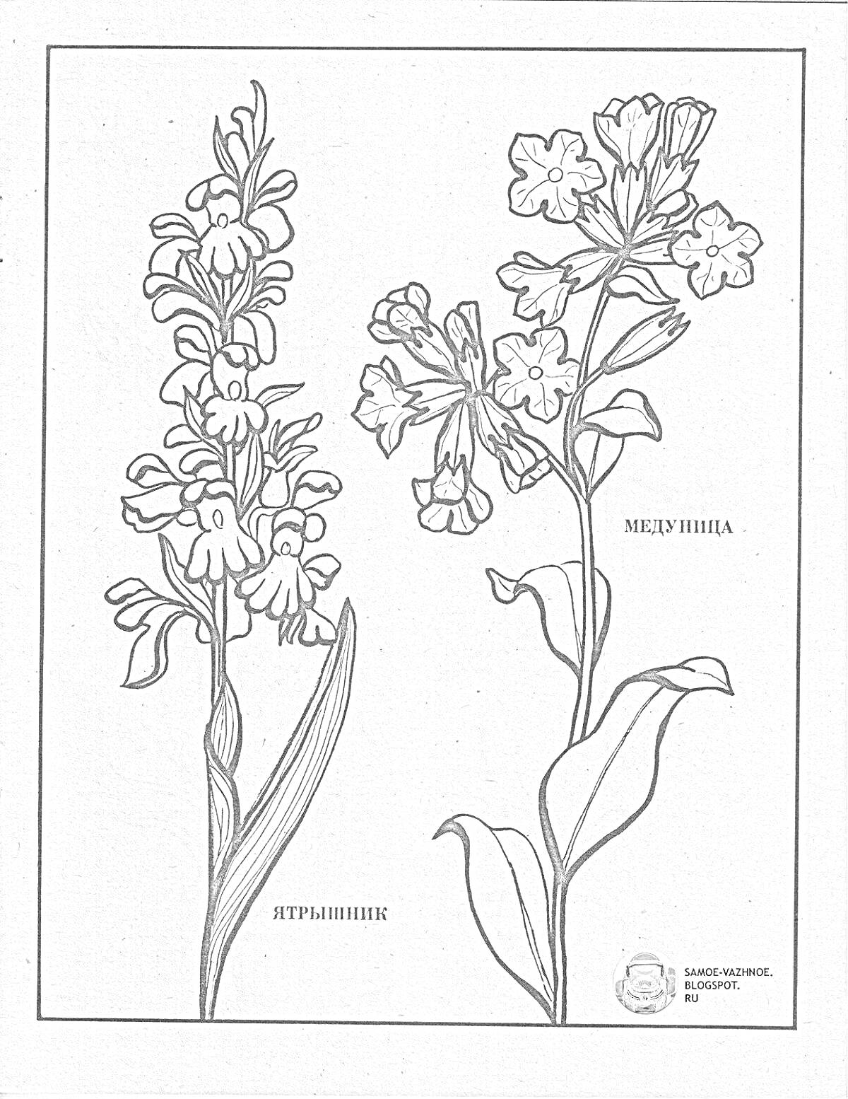 Раскраска Ятрышник и медуница