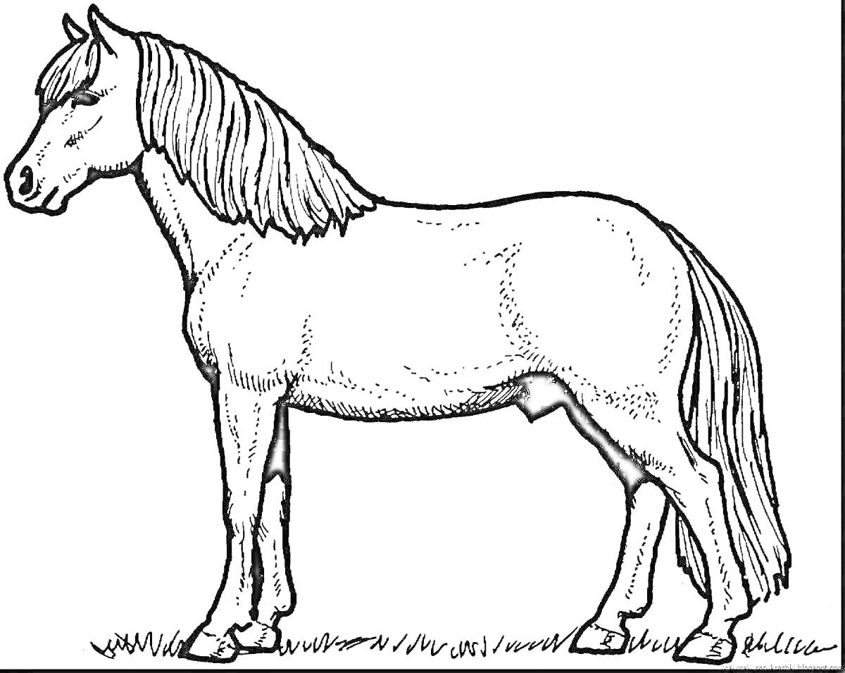 На раскраске изображено: Трава, Животные, Конь, Для детей, Лошадь