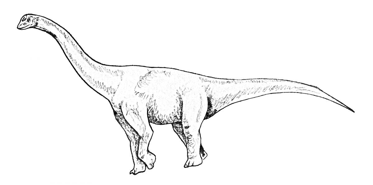 Раскраска Раскраска с изображением динозавра диплодока, без фоновых элементов