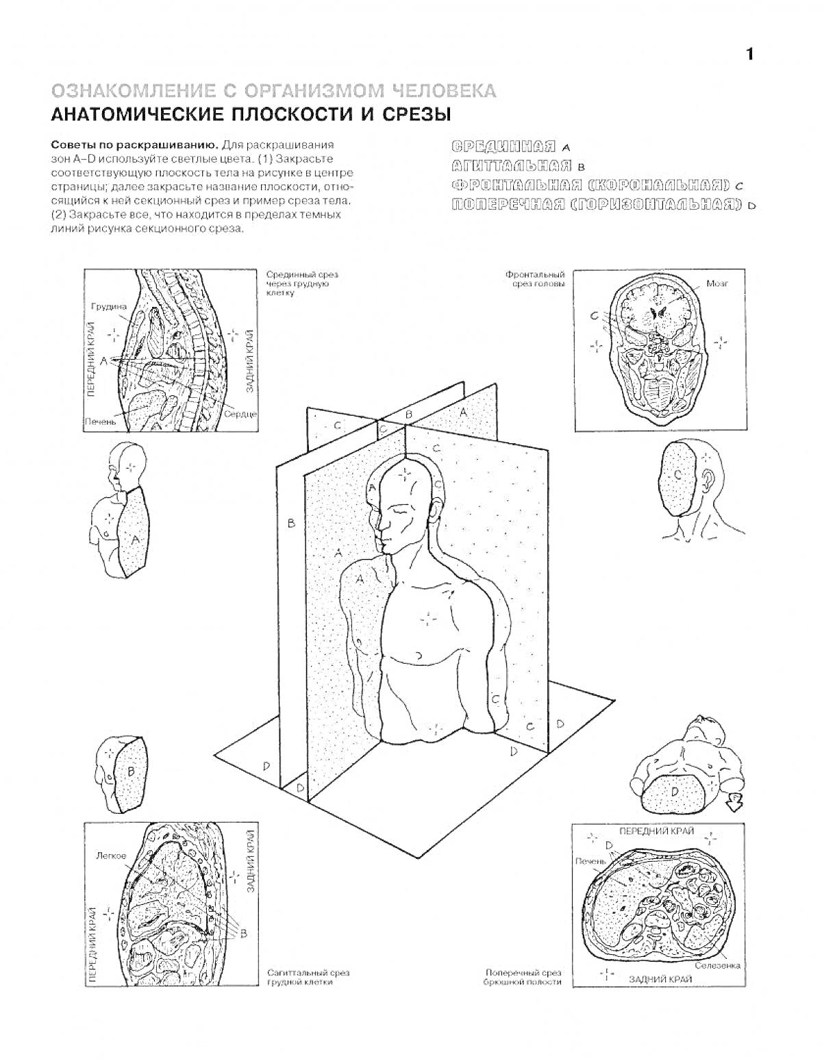 Раскраска анатомические плоскости и срезы, виды человеческого тела, изображение сечения головы, схемы сечений различных частей тела