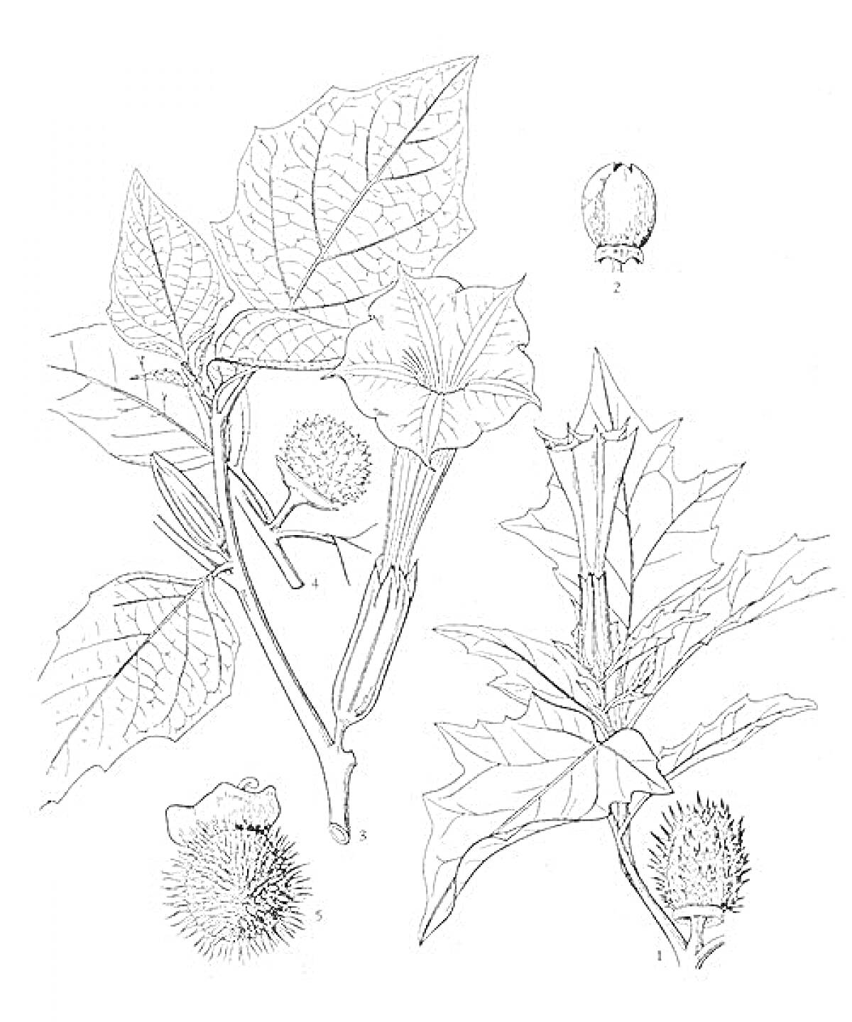 На раскраске изображено: Дурман, Шипы, Листья, Ботаника, Природа, Иллюстрация
