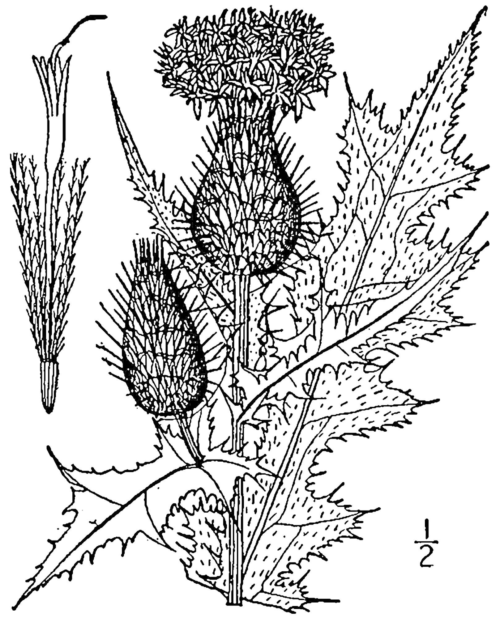На раскраске изображено: Чертополох, Ботаника, Листья, Соцветие, Ботаническая иллюстрация, Природа