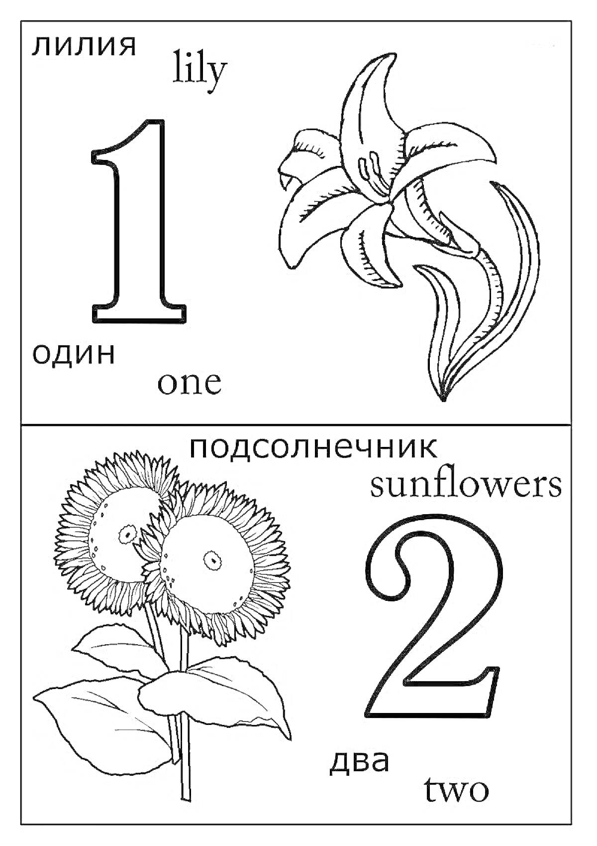 Раскраска Лилия, Один, One, Подсолнухи, Два, Two