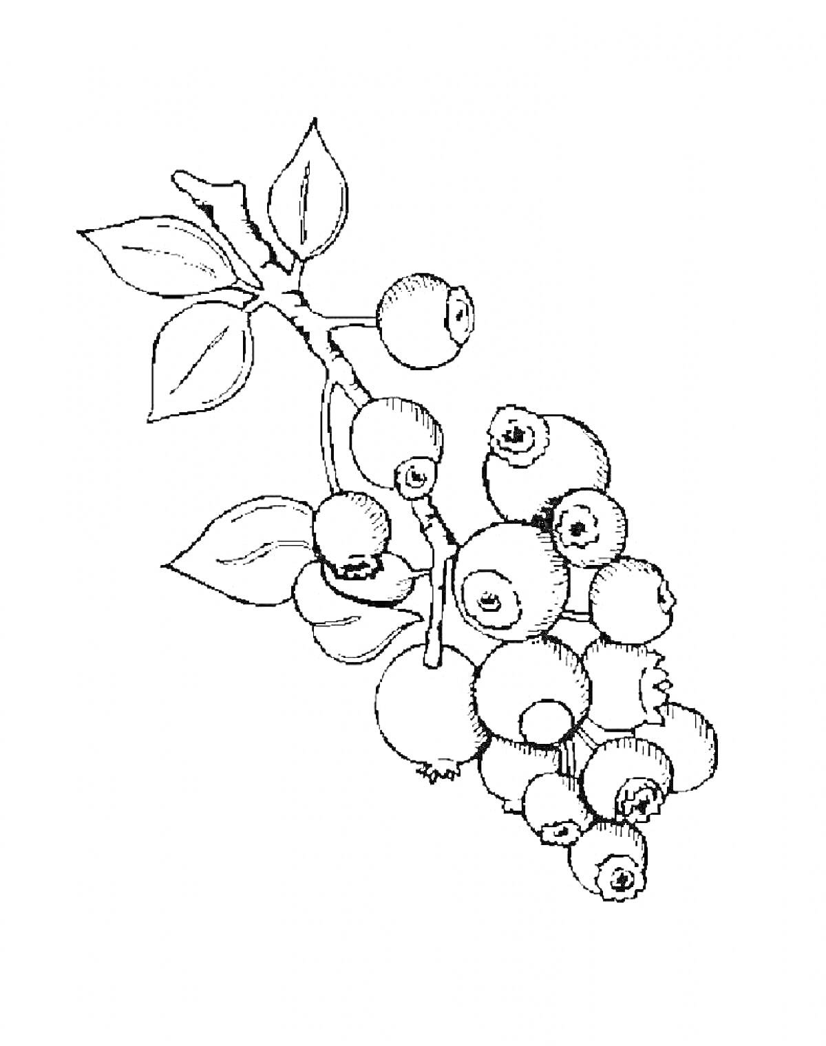 Раскраска Веточка с ягодами черники и листьями