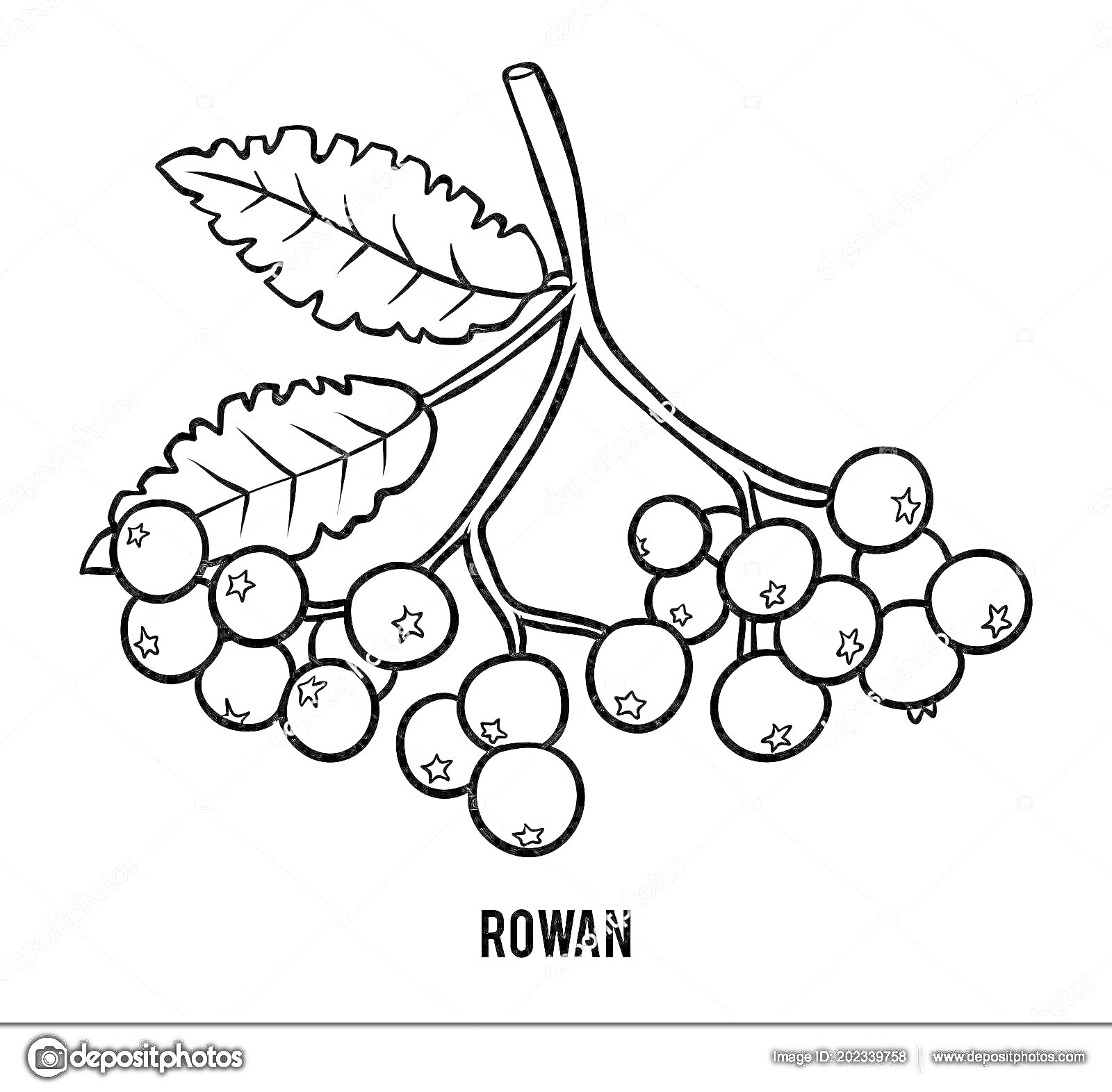 Раскраска Ветка рябины с листьями и ягодами для раскрашивания