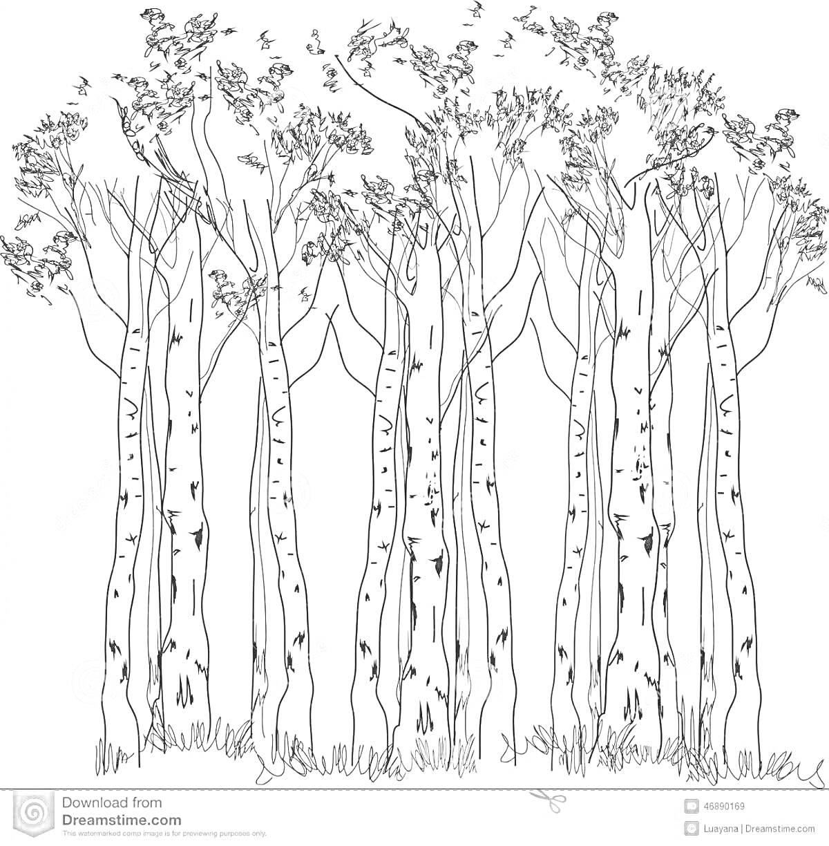 Раскраска Рисунок с рядом белых берез с листвой на ветвях и травой у основания стволов