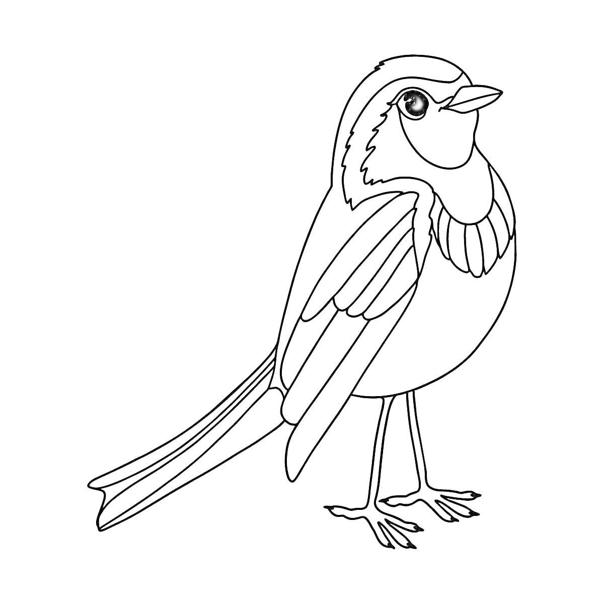 На раскраске изображено: Зяблик, Птица, Стоящая птица, Перья, Клюв, Крылья, Хвост