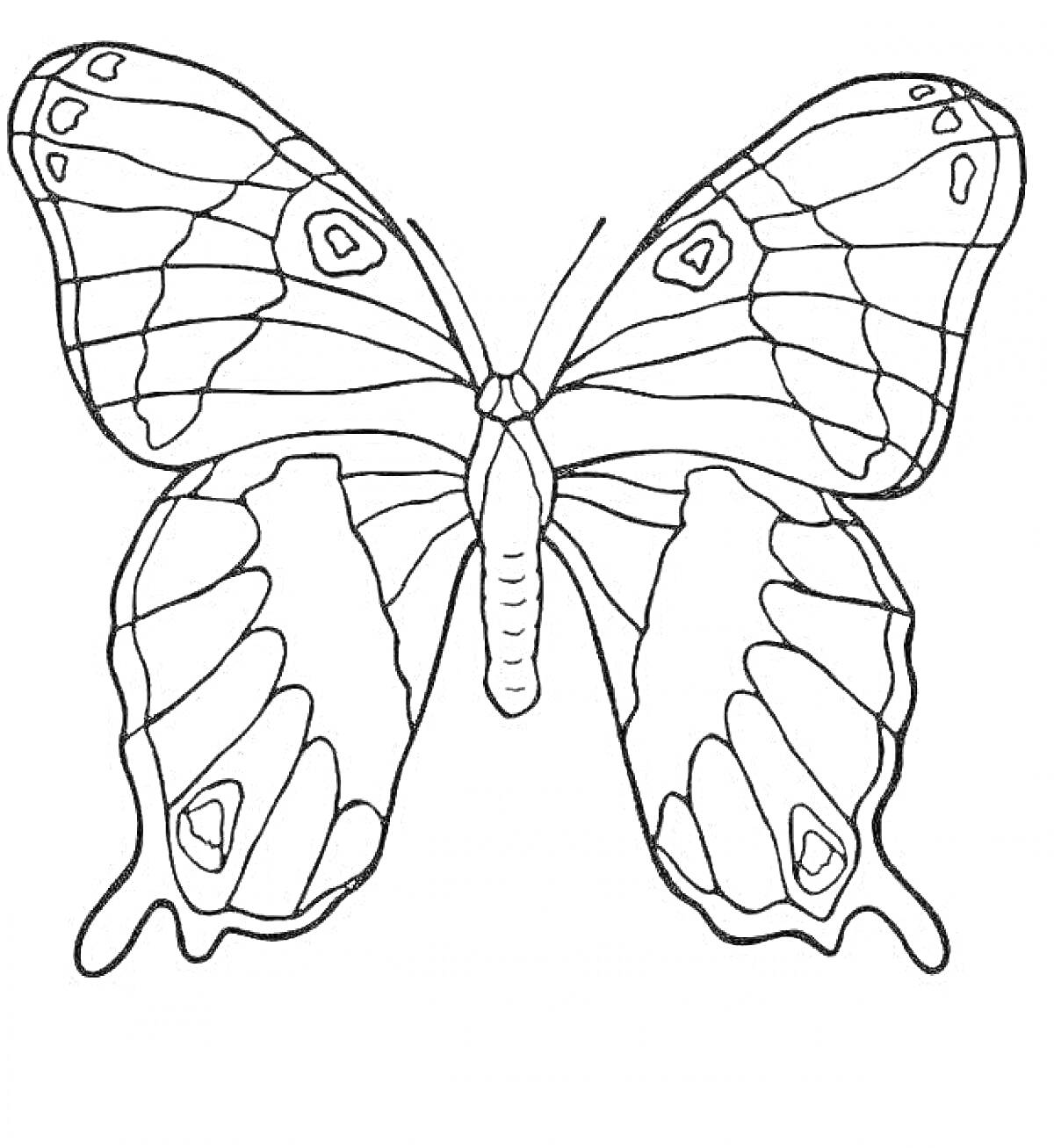 Раскраска Бабочка с пронумерованными крыльями и волнистыми линиями