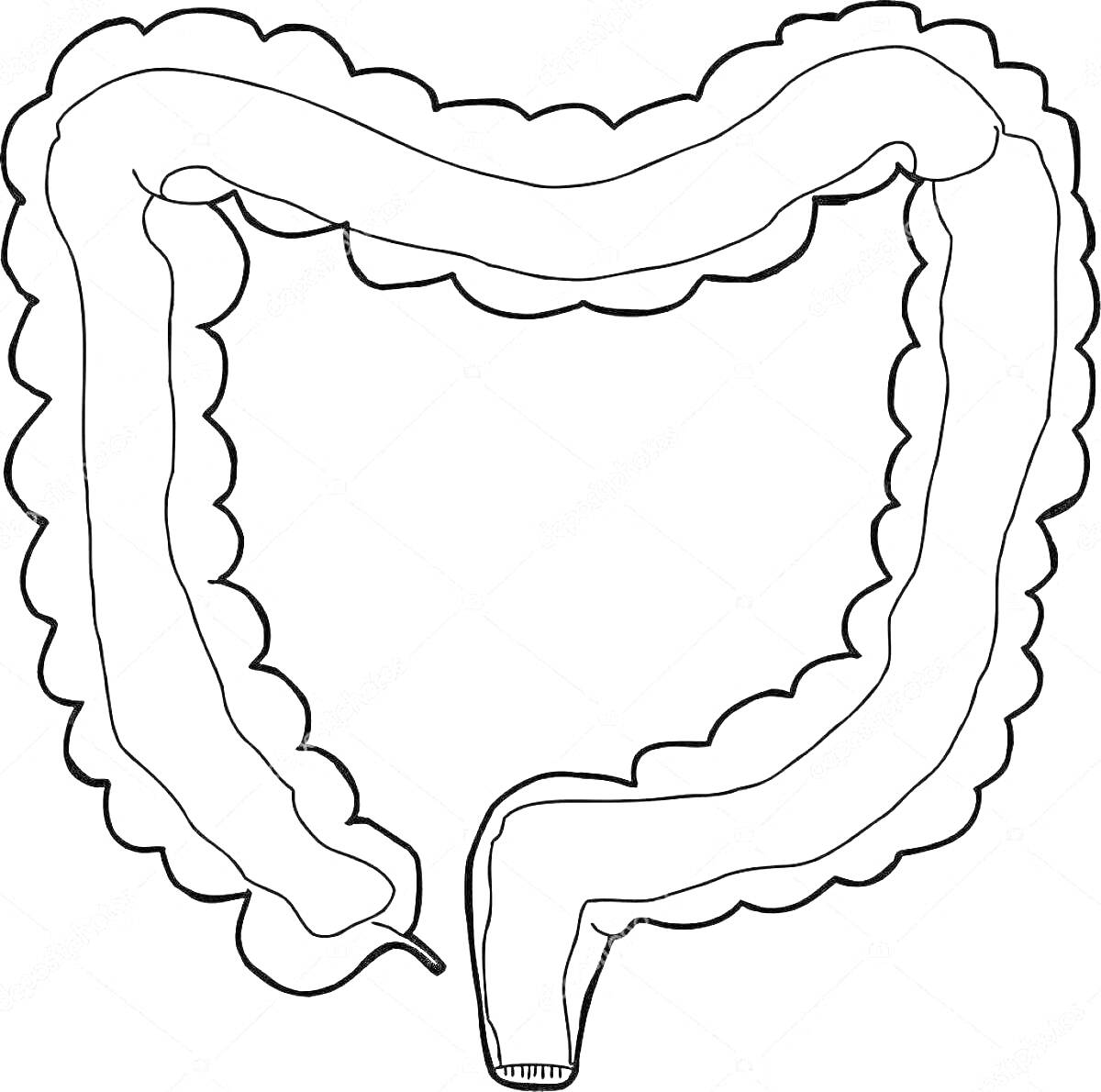 На раскраске изображено: Толстый кишечник, Анатомия, Медицинская иллюстрация