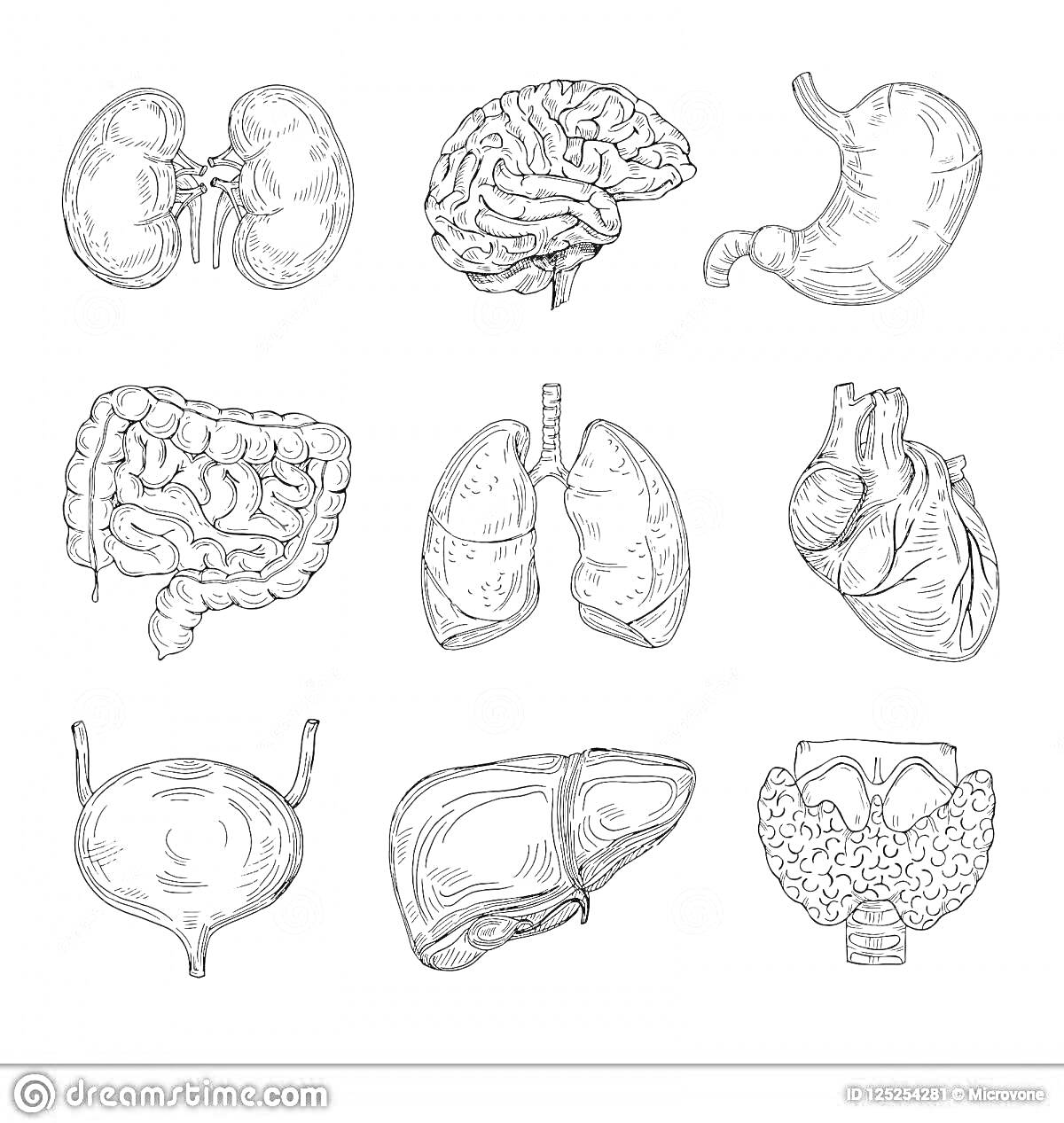 На раскраске изображено: Внутренние органы, Анатомия, Тело человека, Почки, Мозг, Желудок, Кишечник, Легкие, Мочевой пузырь, Печень