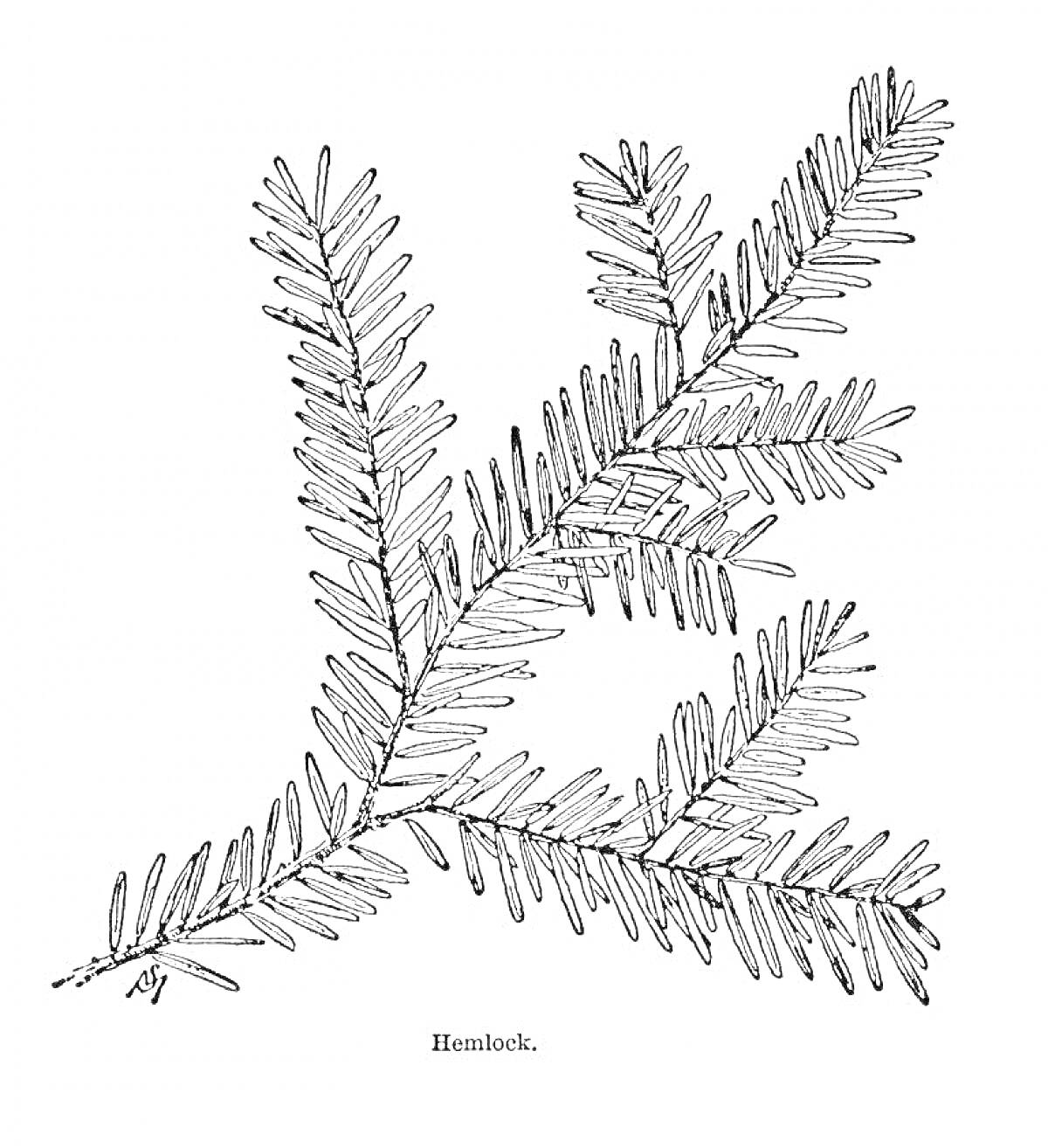 На раскраске изображено: Ветка, Иголки, Природа, Лес