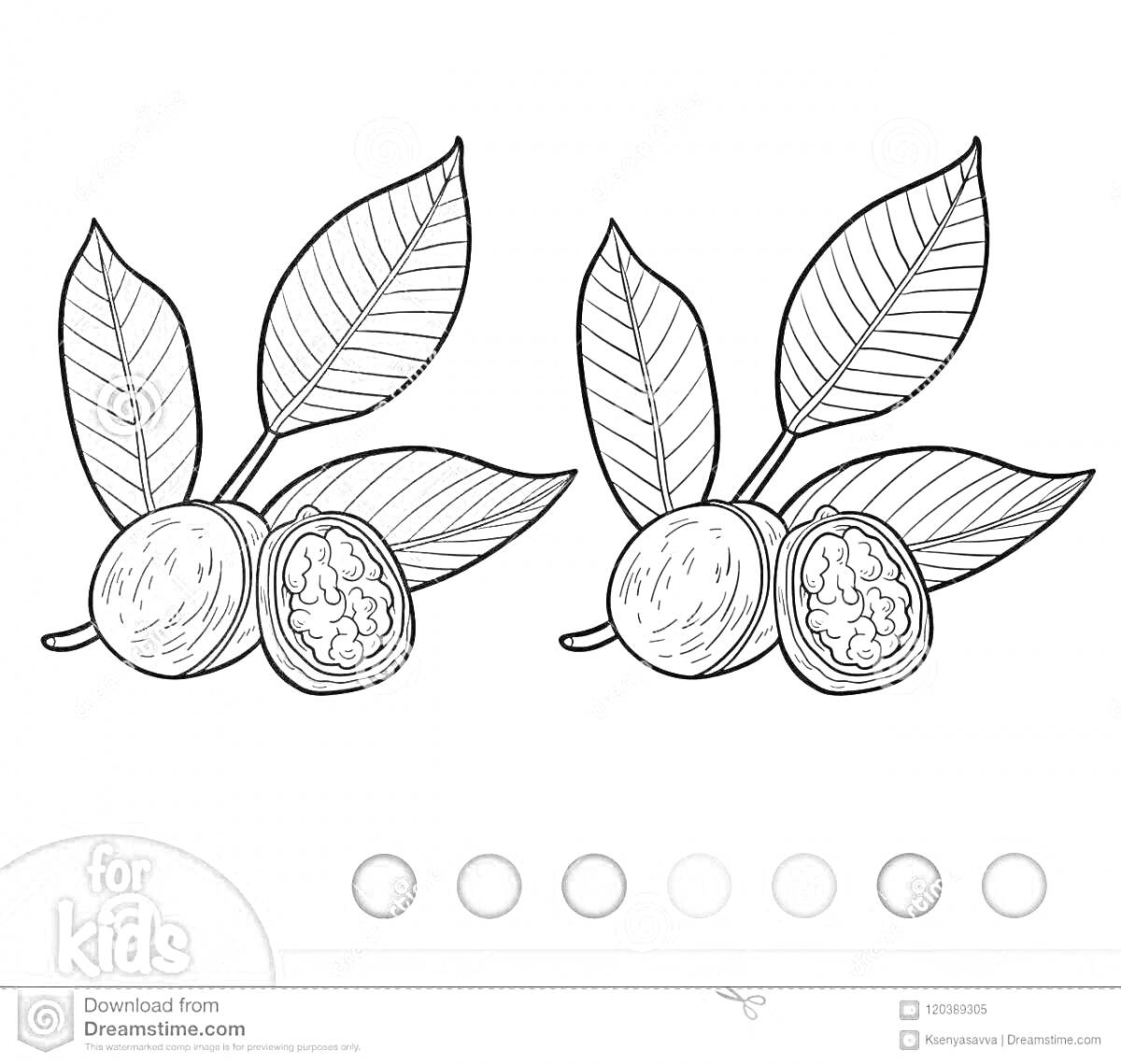 На раскраске изображено: Грецкий орех, Орех, Листья, Для детей, Контурные рисунки