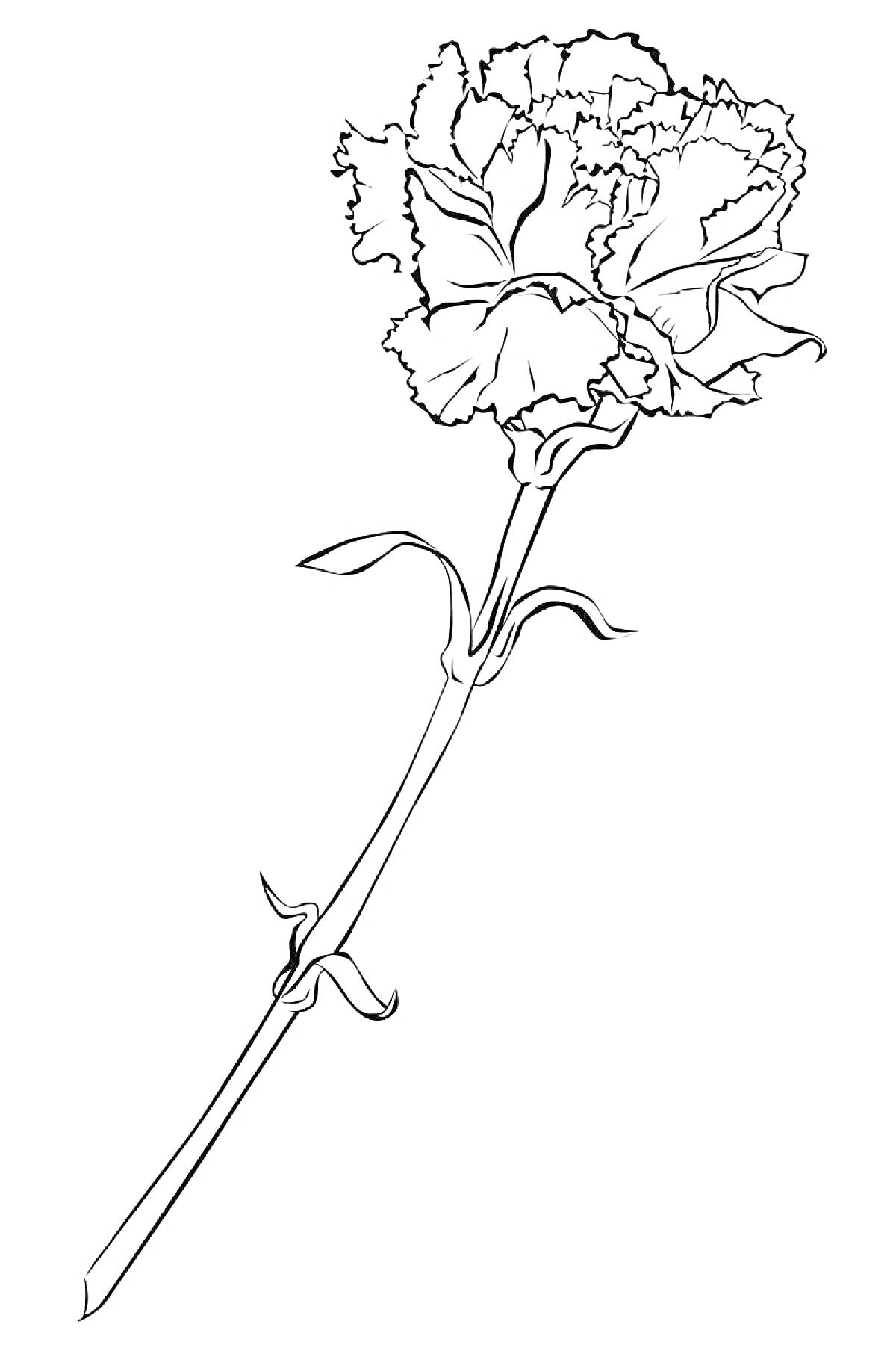 Раскраска Гвоздика с длинным стеблем и листьями