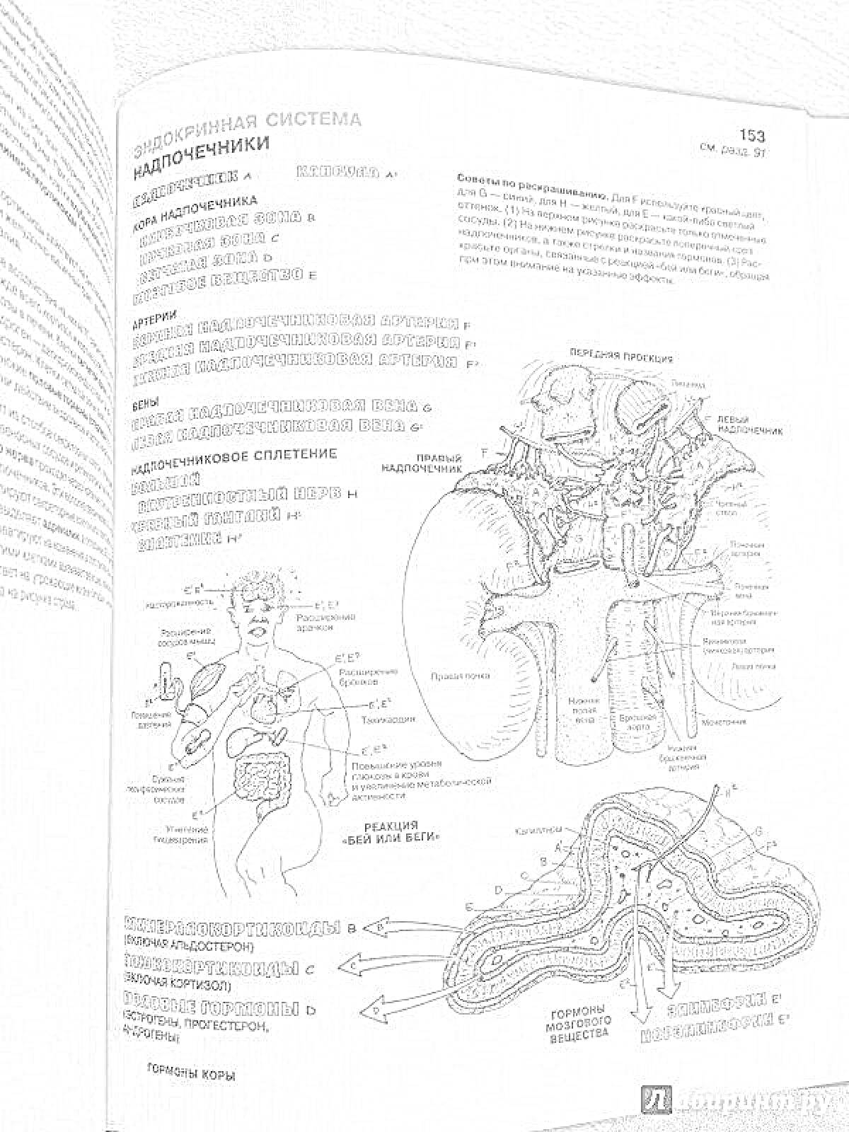 Раскраска Эндокринная система - Надпочечники. Изображены почки, надпочечники, гормоны надпочечников, анатомическое расположение надпочечников, разрез наконечника артерии, синаптические окончания, нейроны, вегетативные ганглии, нейропептиды, кровеносные сосуды, веге