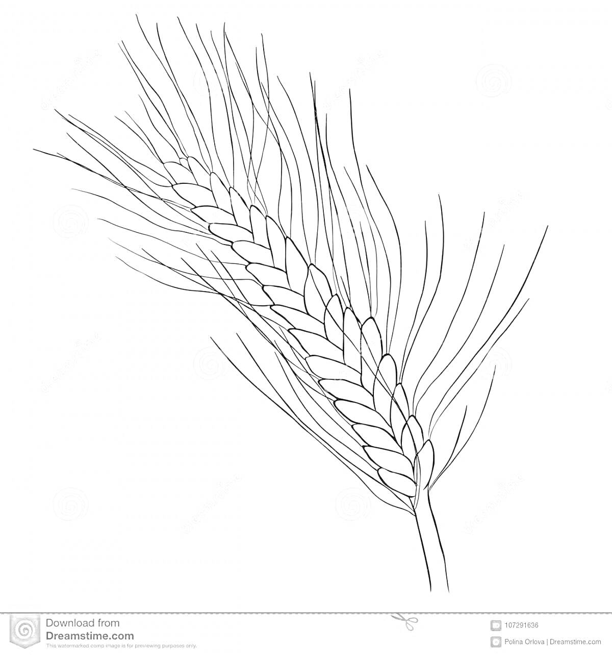 Раскраска Колос пшеницы с длинными остями
