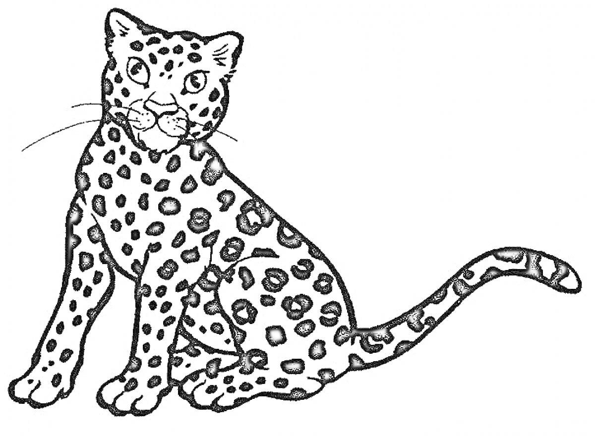 Леопард, сидящий с поднятым хвостом и выразительными глазами